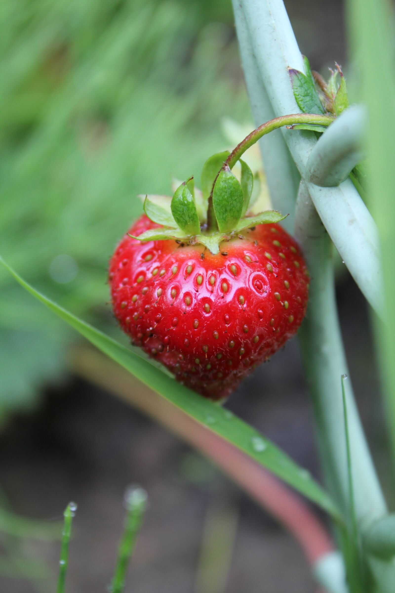 Canon EOS 550D (EOS Rebel T2i / EOS Kiss X4) sample photo. Strawberry, dacha, ripe photography