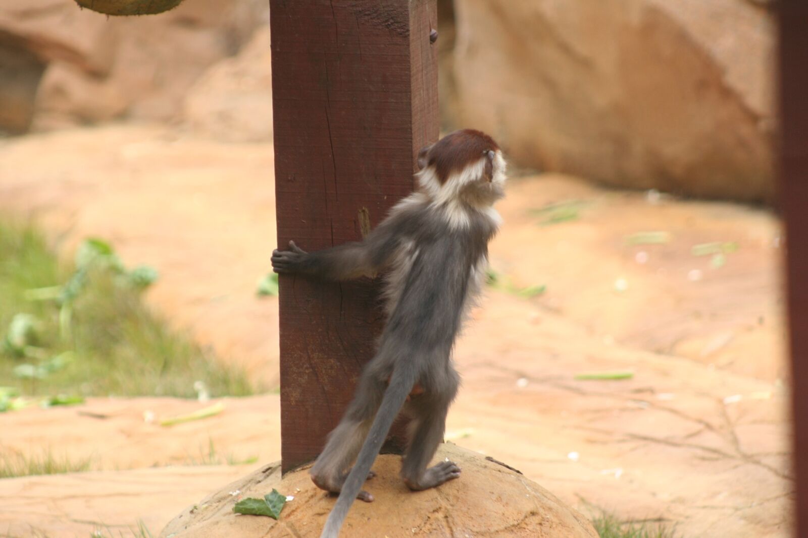Canon EOS 350D (EOS Digital Rebel XT / EOS Kiss Digital N) sample photo. Baby, monkey, looking photography