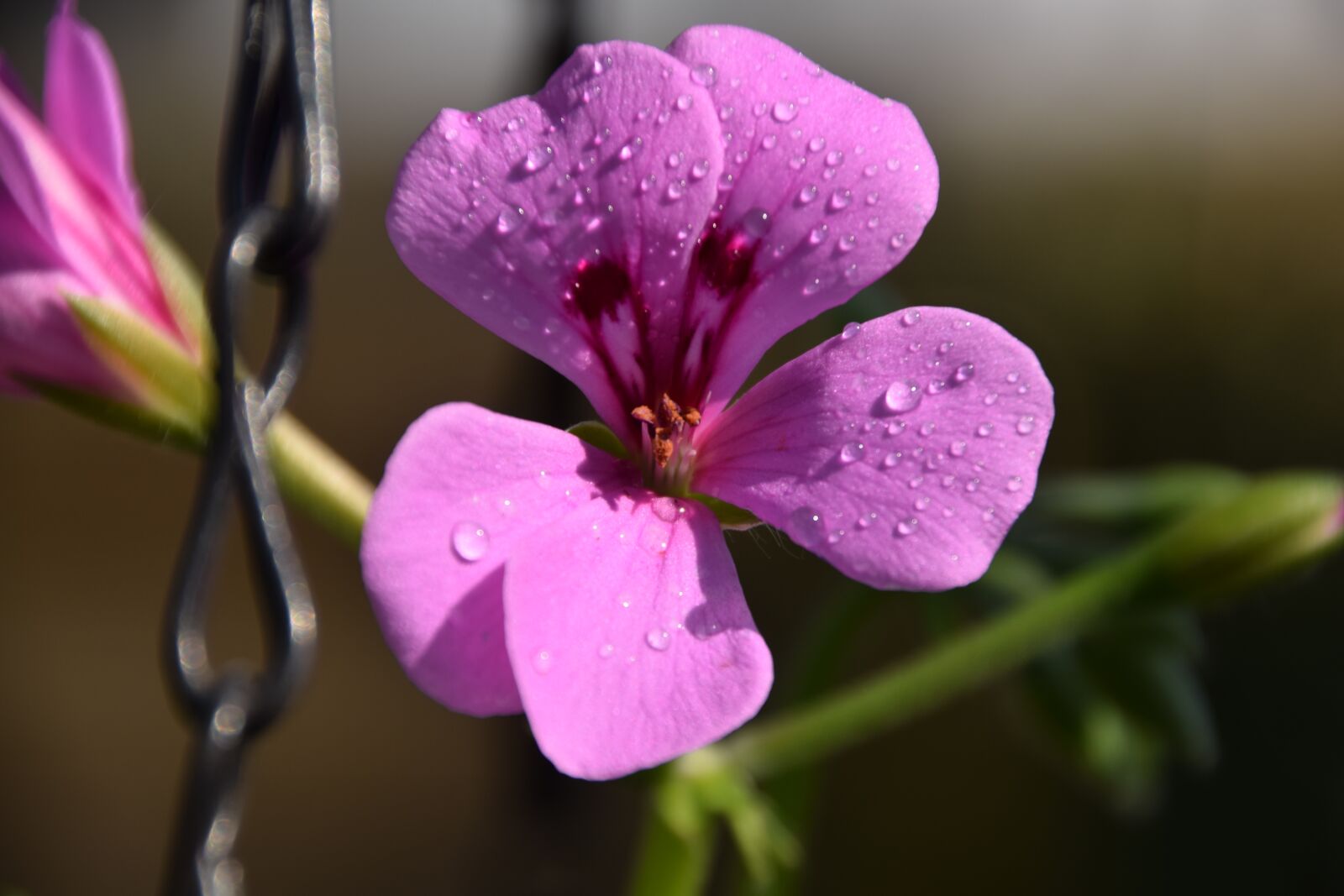 Nikon D3300 sample photo. Flower, pink, water photography