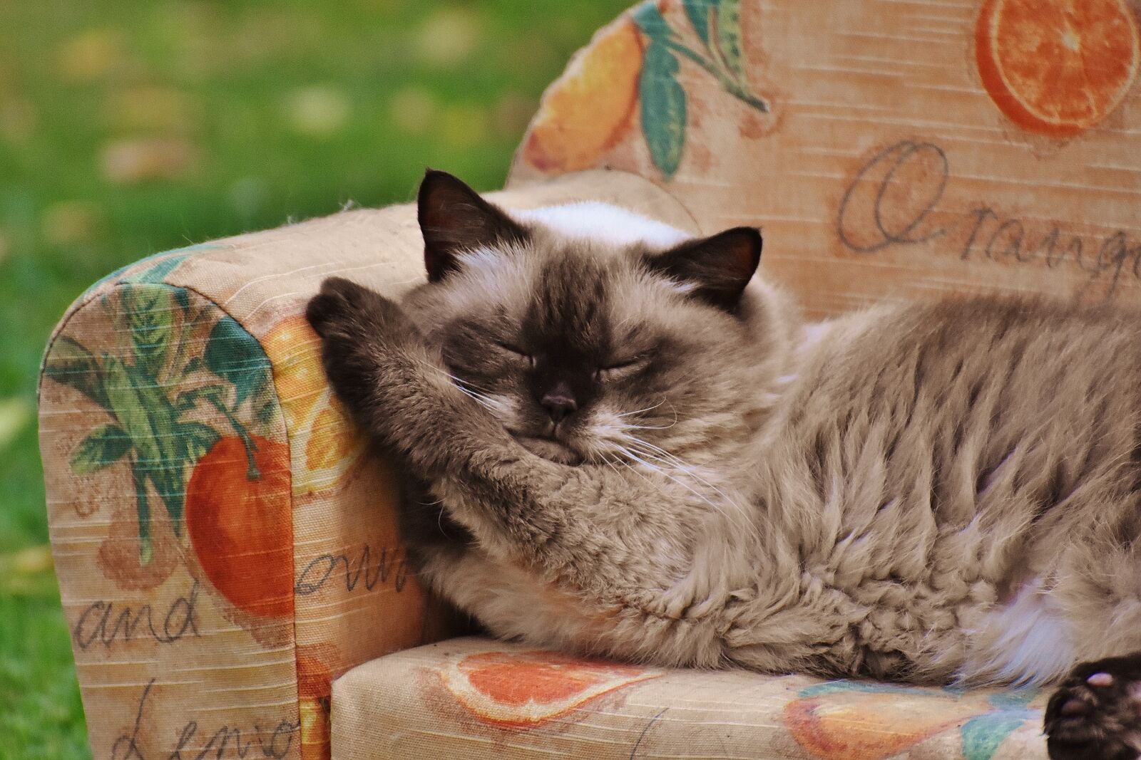 Nikon D7200 sample photo. Sofa, couch, cat photography