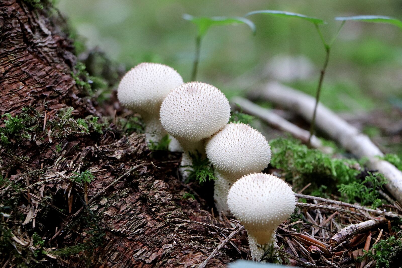 Canon EOS 77D (EOS 9000D / EOS 770D) + Canon EF-S 18-135mm F3.5-5.6 IS STM sample photo. Bovist, mushroom, autumn photography