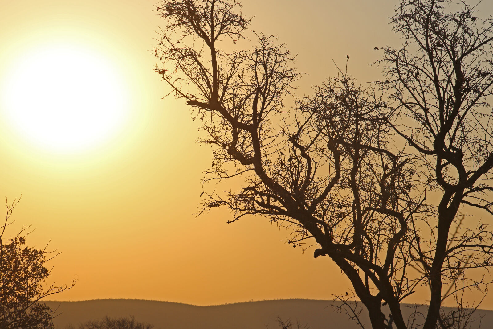 Canon EOS 7D Mark II sample photo. Bushveld, dry, sunset, wild photography