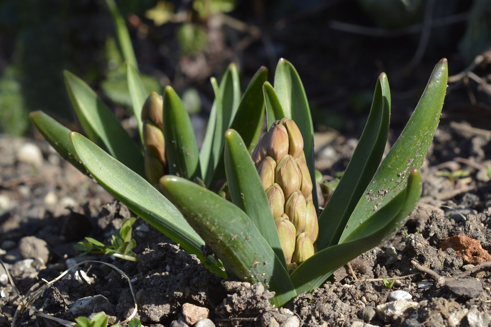 Nikon D7100 sample photo. Hyacinth, bud, spring photography
