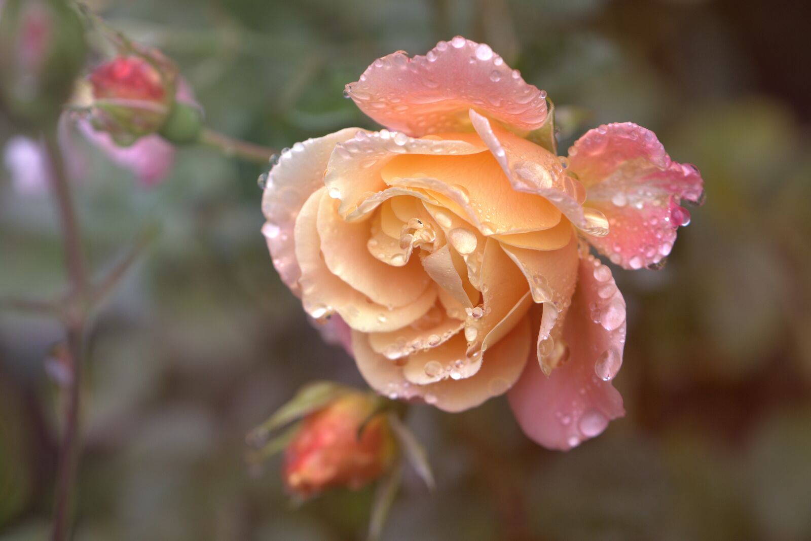 Nikon D5600 sample photo. Rose, blossom, bloom photography
