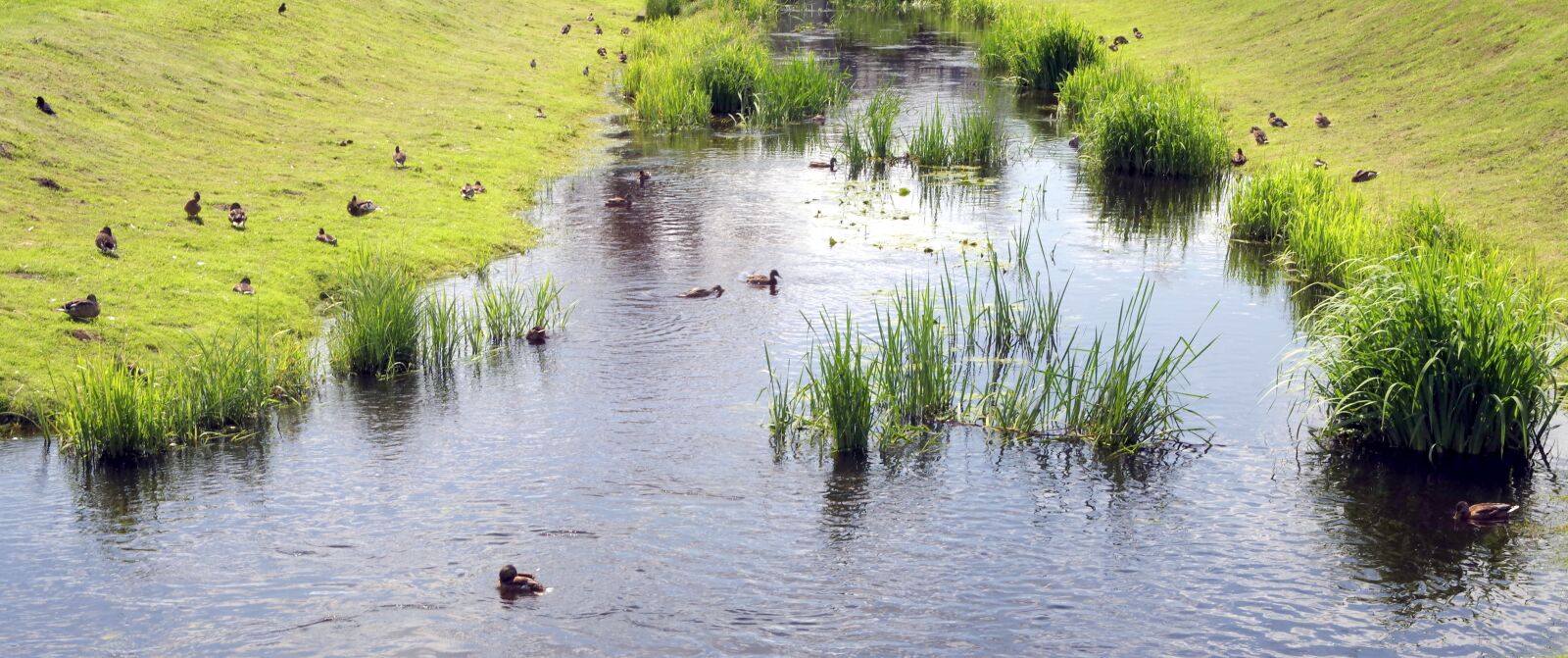 Pentax K-S2 sample photo. Pond, river, scrubs photography