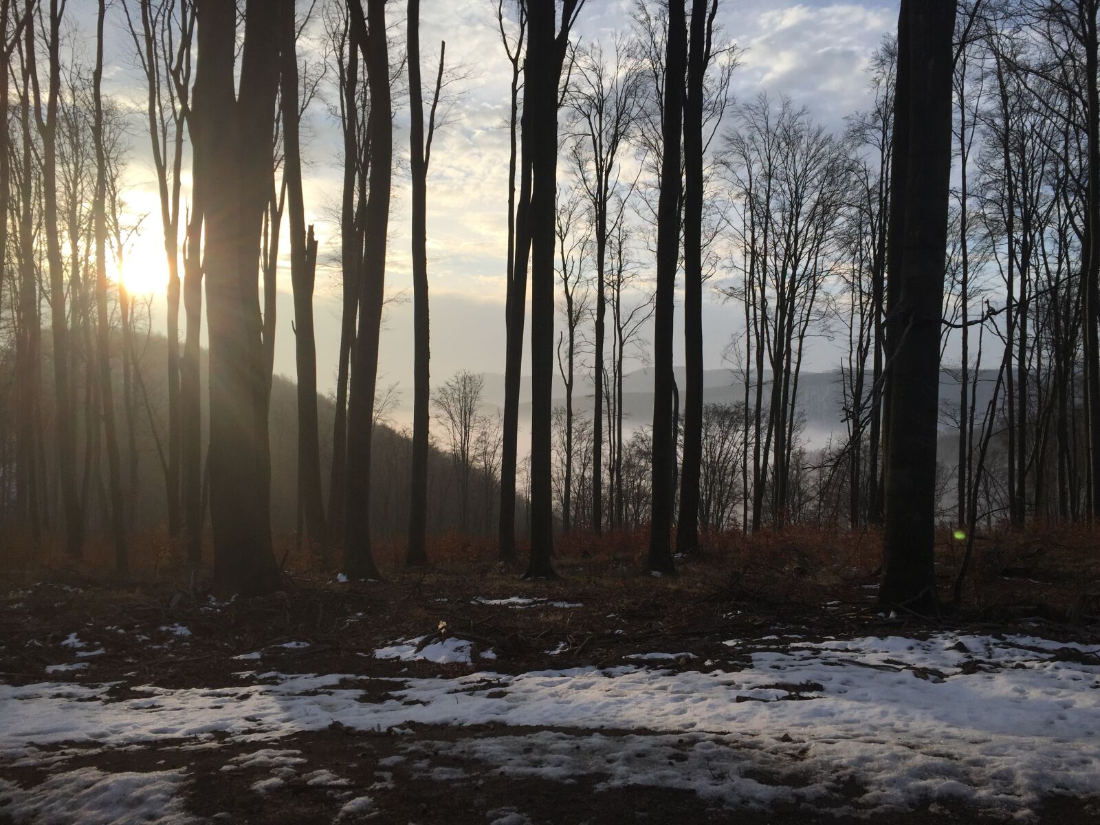 iPhone 6 back camera 4.15mm f/2.2 sample photo. Forest, sunrise, nature photography
