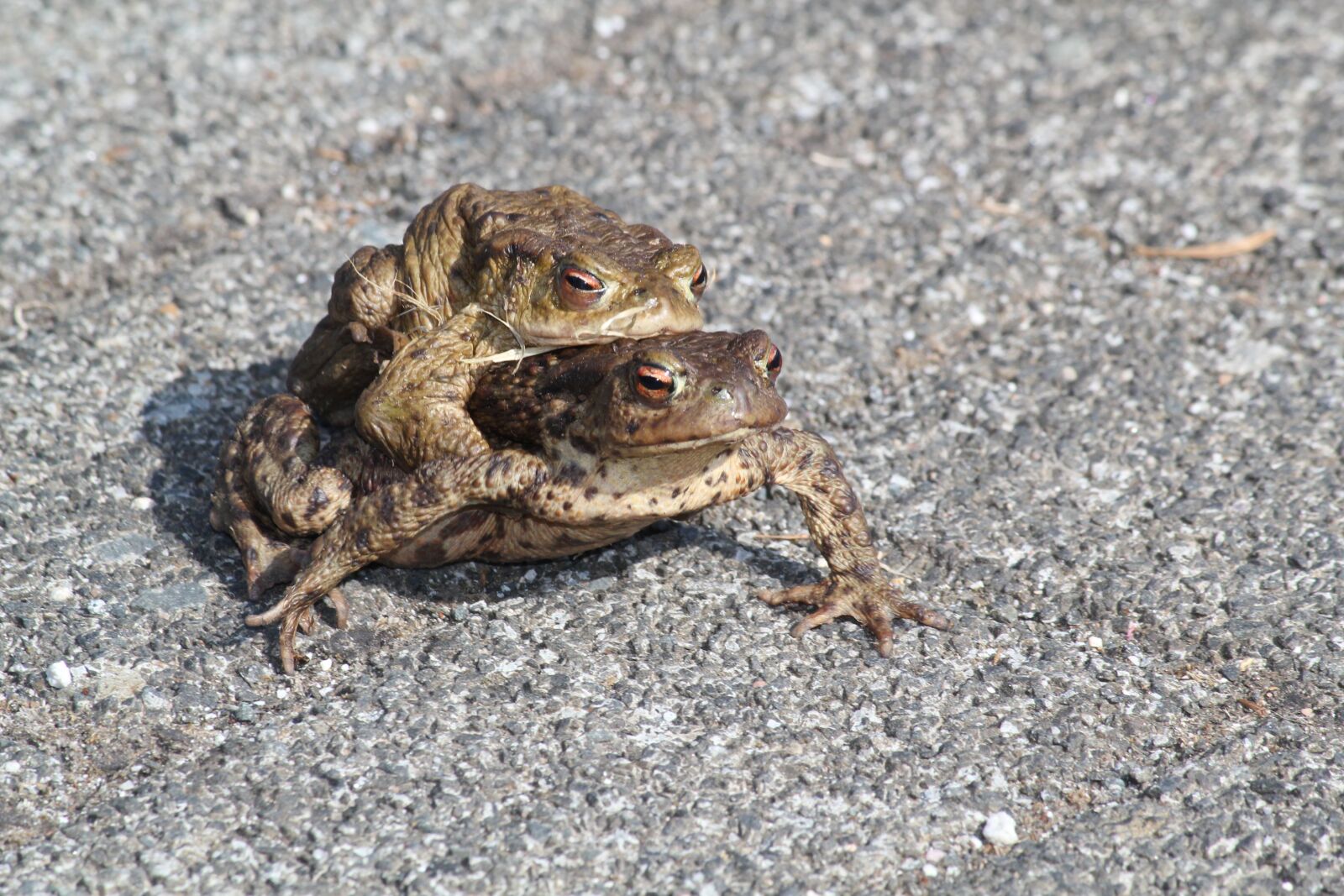 Canon EOS 550D (EOS Rebel T2i / EOS Kiss X4) sample photo. Toads, pair, amphibians photography