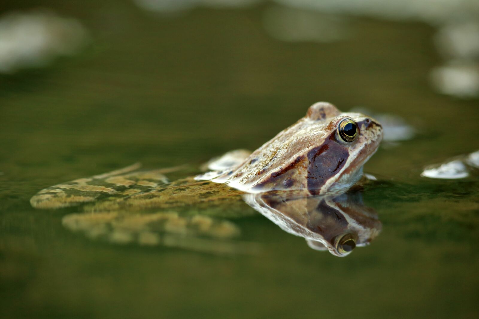 Canon EOS 5D Mark III + Canon EF 300mm F2.8L IS II USM sample photo. The frog, water, amphibian photography