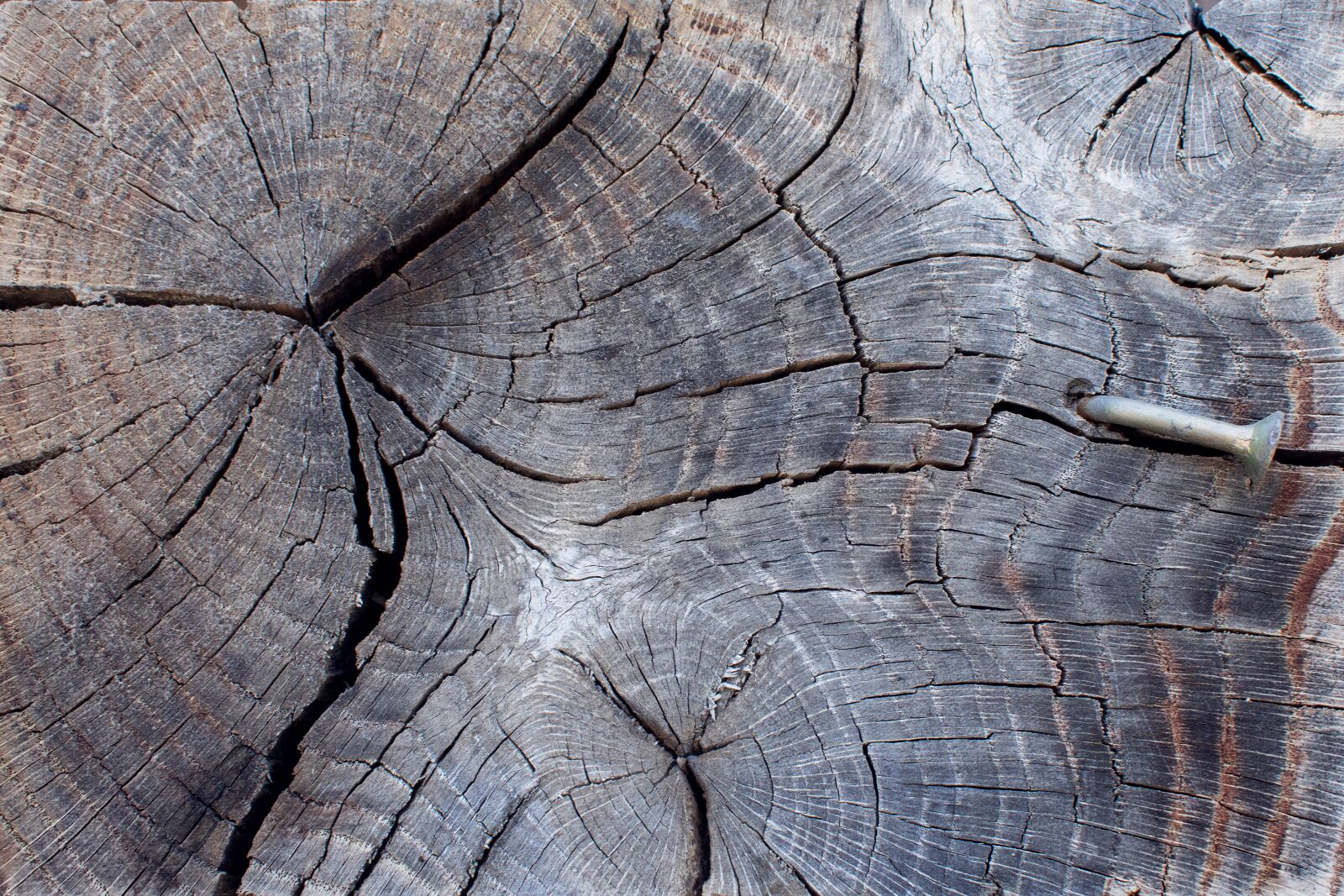 Nikon D7200 sample photo. Tree, slice of wood photography