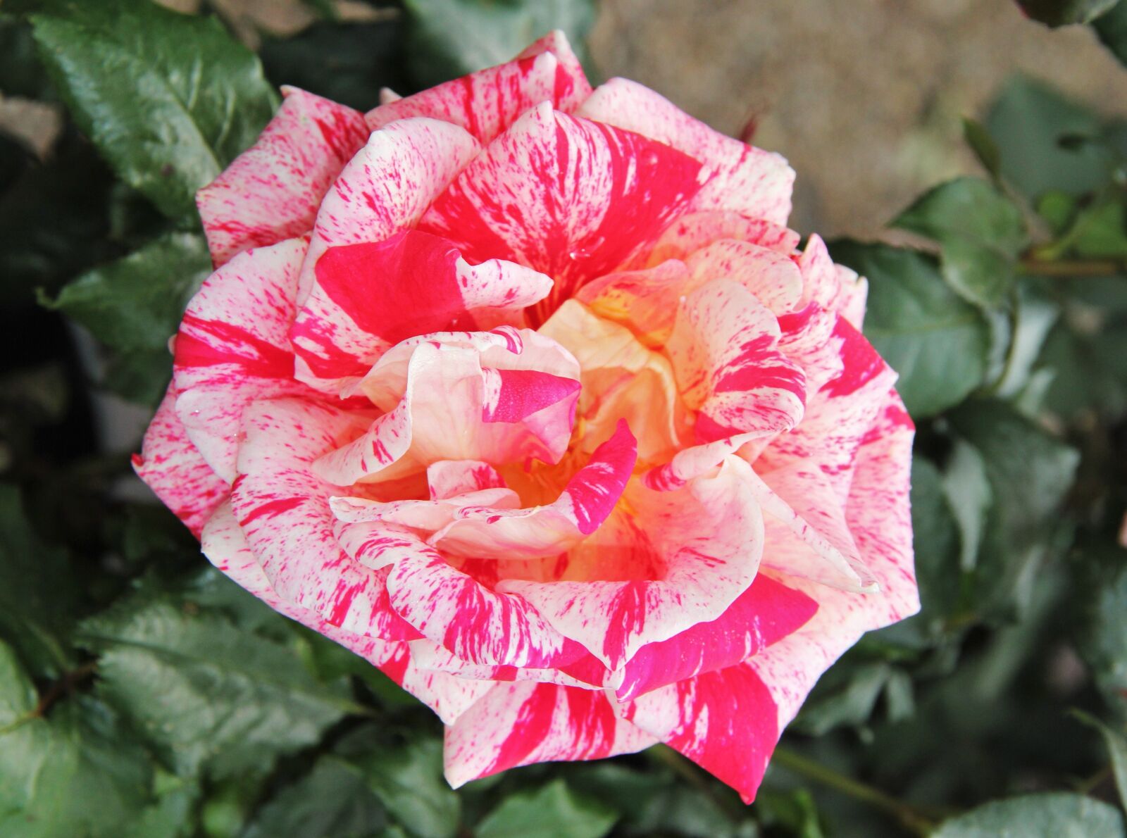 Canon EOS 550D (EOS Rebel T2i / EOS Kiss X4) sample photo. Floribunda, rose bloom, exceptional photography