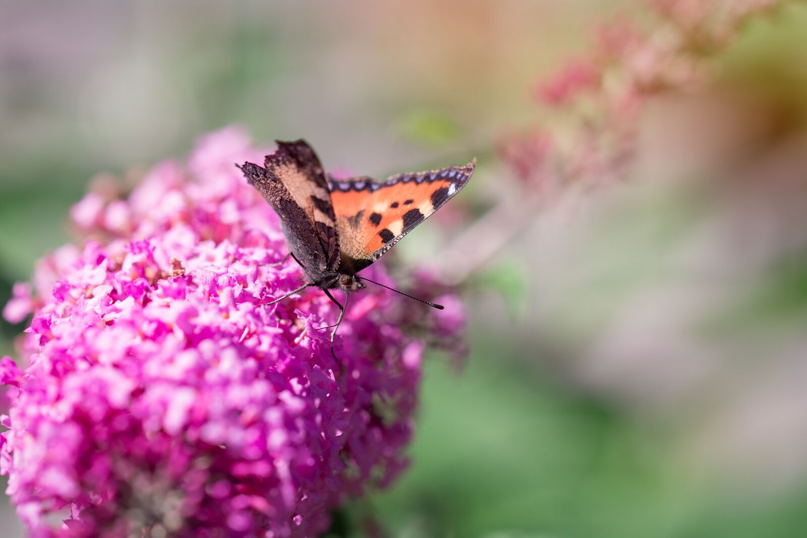 Nikon D7100 sample photo. Summer, lilac, summer lilac photography