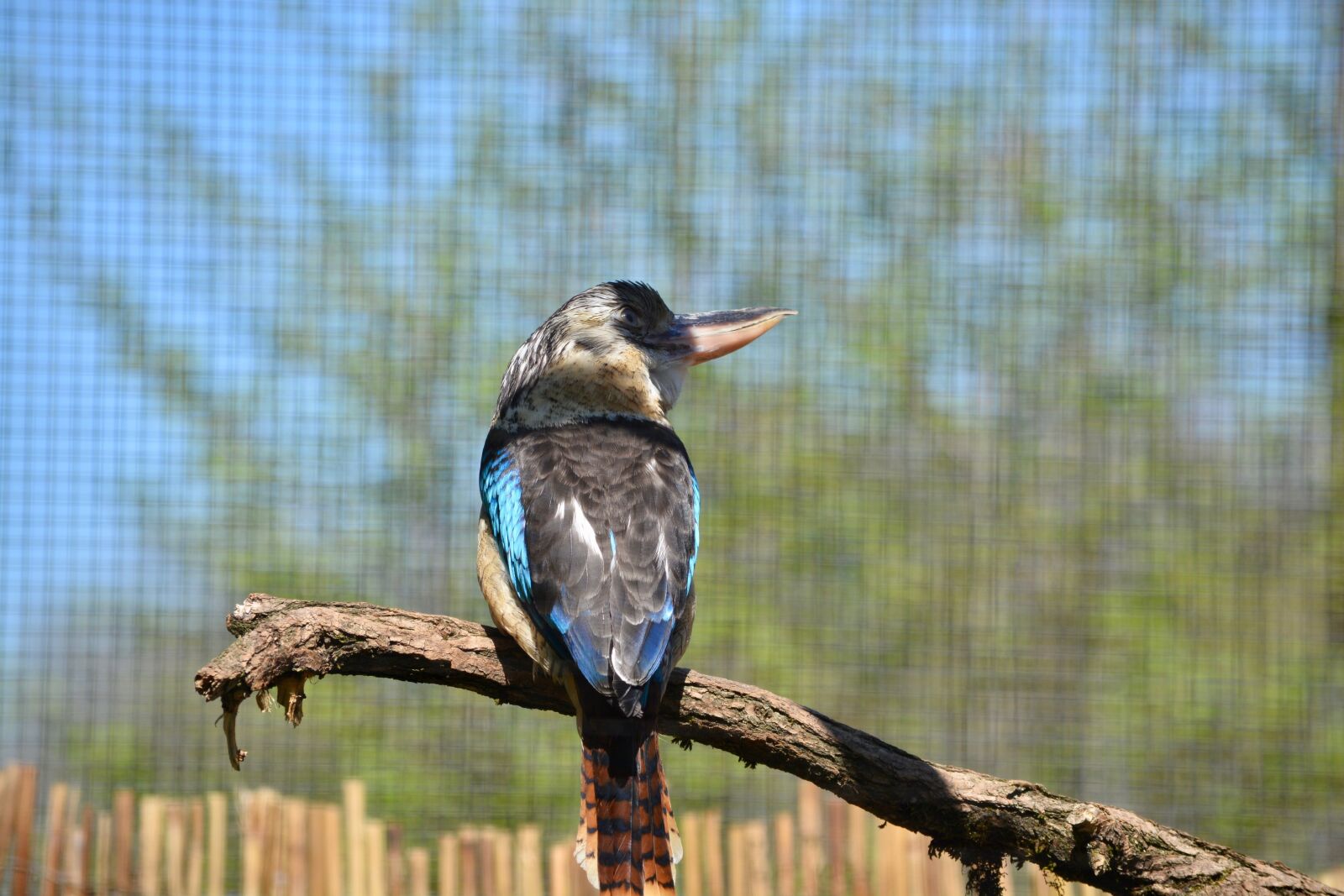 Nikon D7100 sample photo. Bird, bill, zoo photography