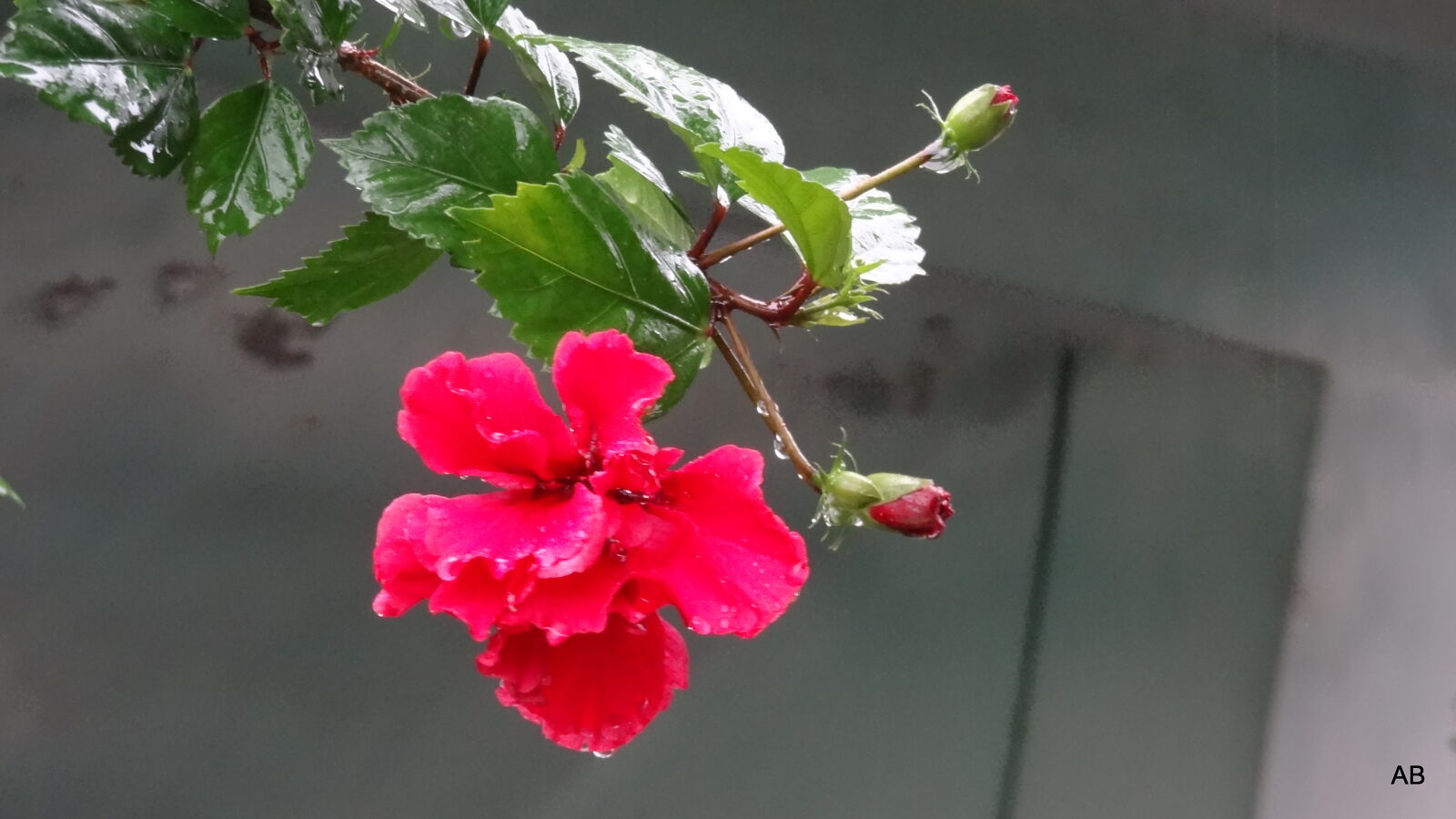Sony Cyber-shot DSC-HX9V sample photo. Close, up, of, red photography