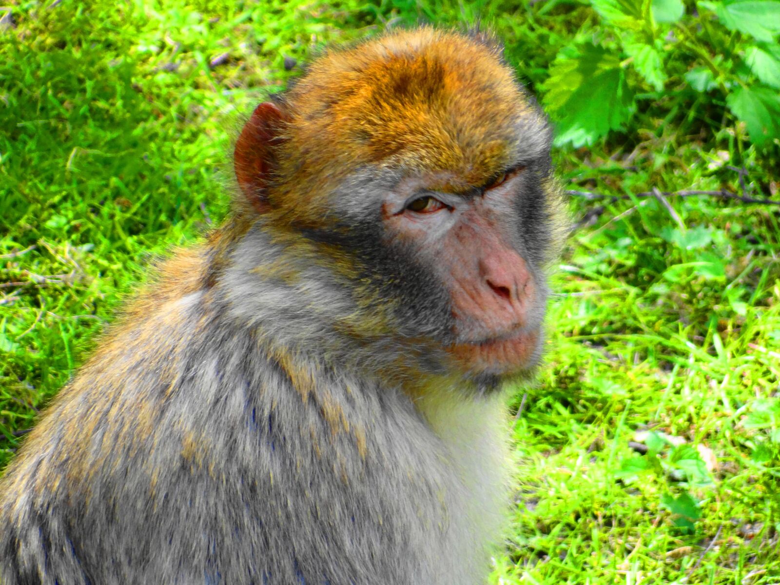 Sony Cyber-shot DSC-HX100V sample photo. Monkey, wild, animal photography