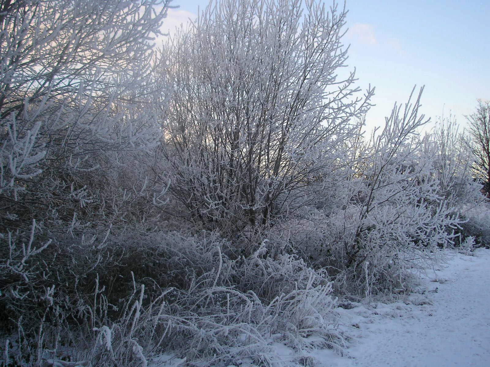 Olympus FE-120,X-700 sample photo. Snow, frost, winter photography