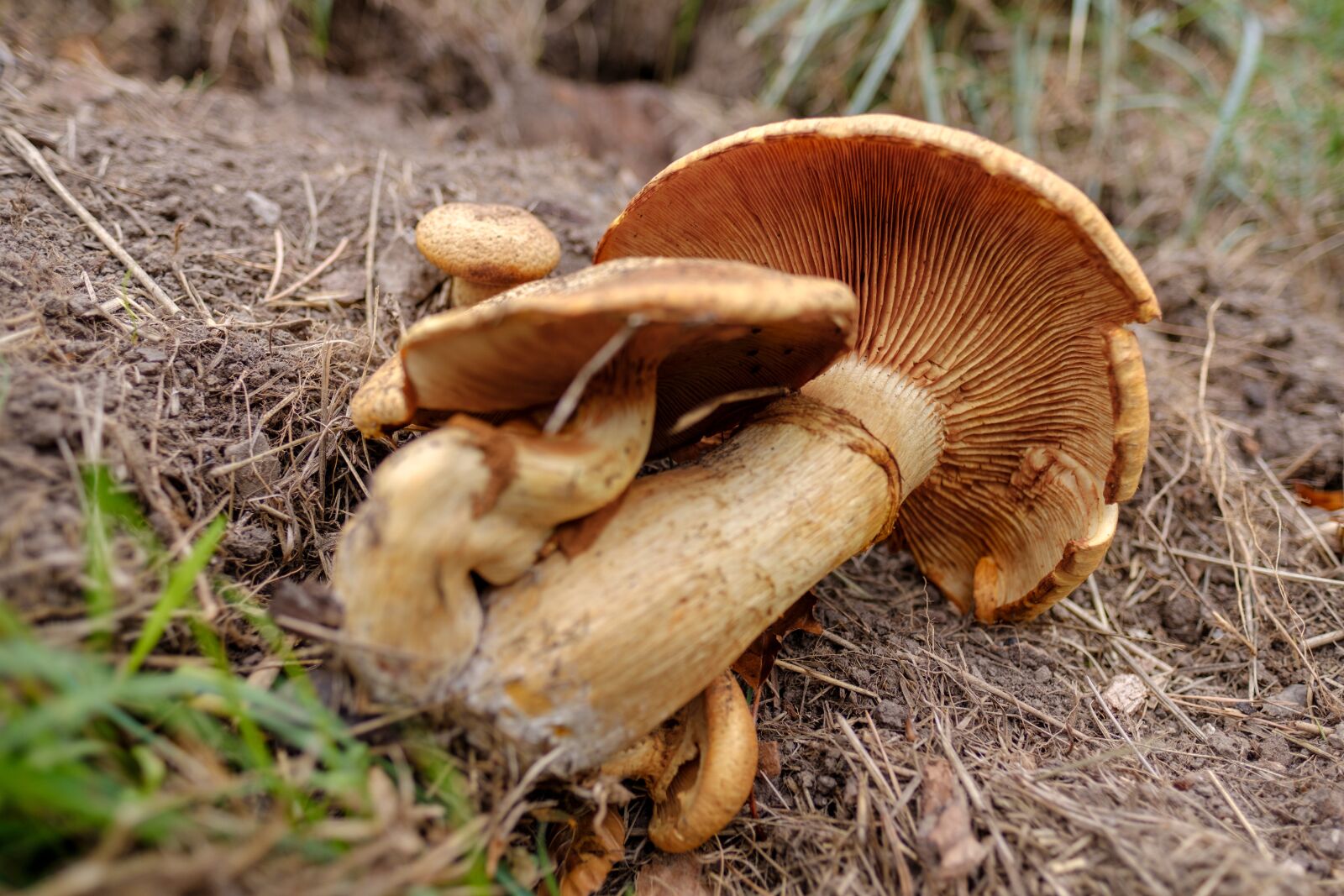 Fujifilm X-T2 + Fujifilm XF 16mm F1.4 R WR sample photo. Mushroom, food, eat photography