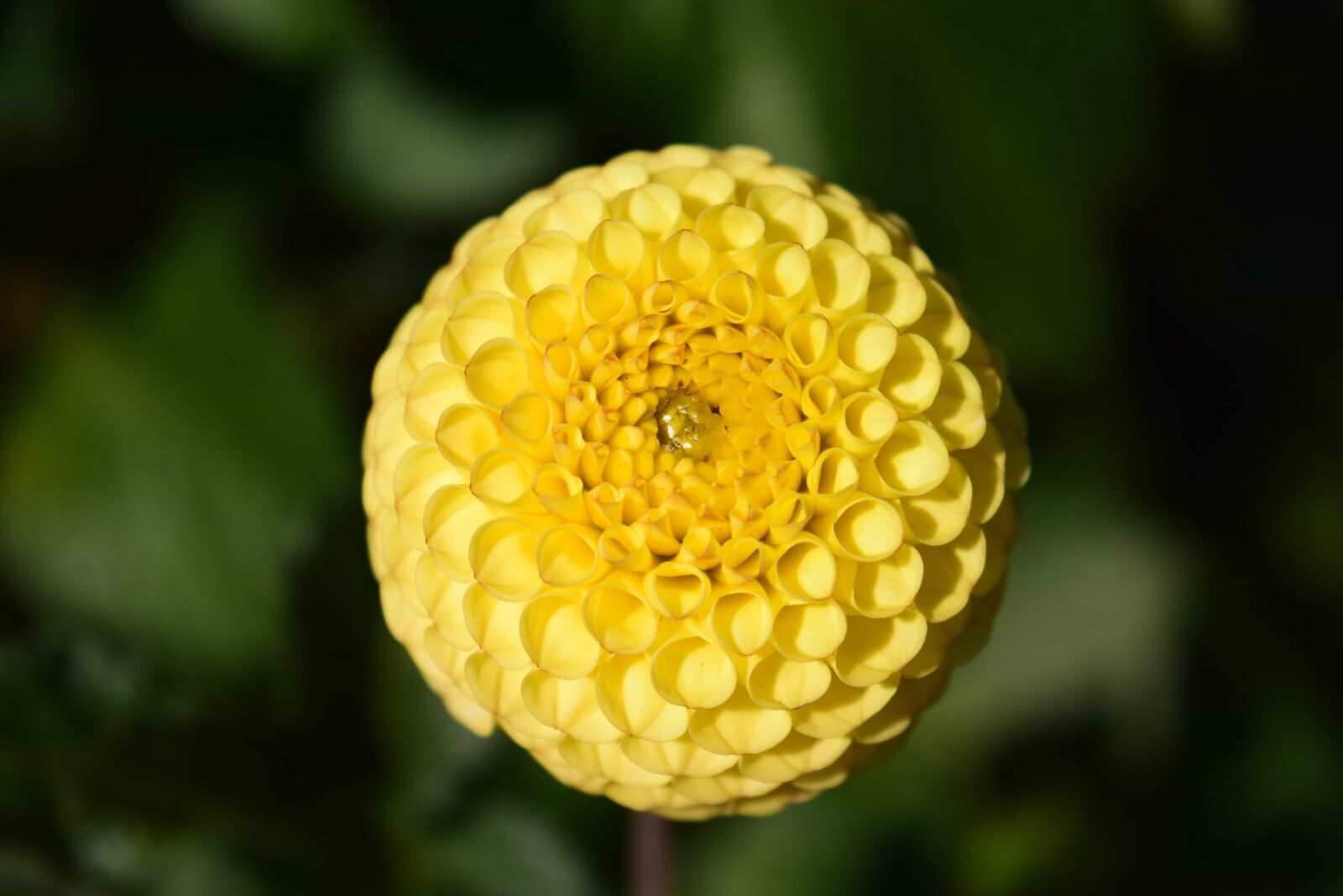 Nikon D3300 sample photo. Nature, flora, plant, flower photography