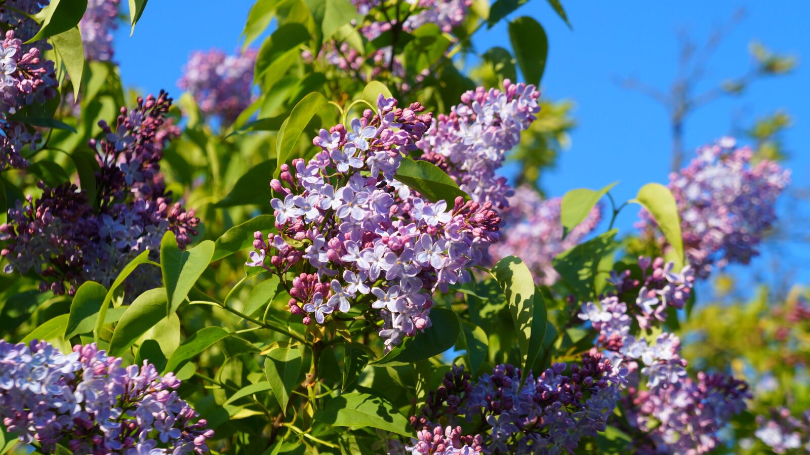 Sony Alpha a3000 + Sony E 18-55mm F3.5-5.6 OSS sample photo. Nature, plants, violet photography