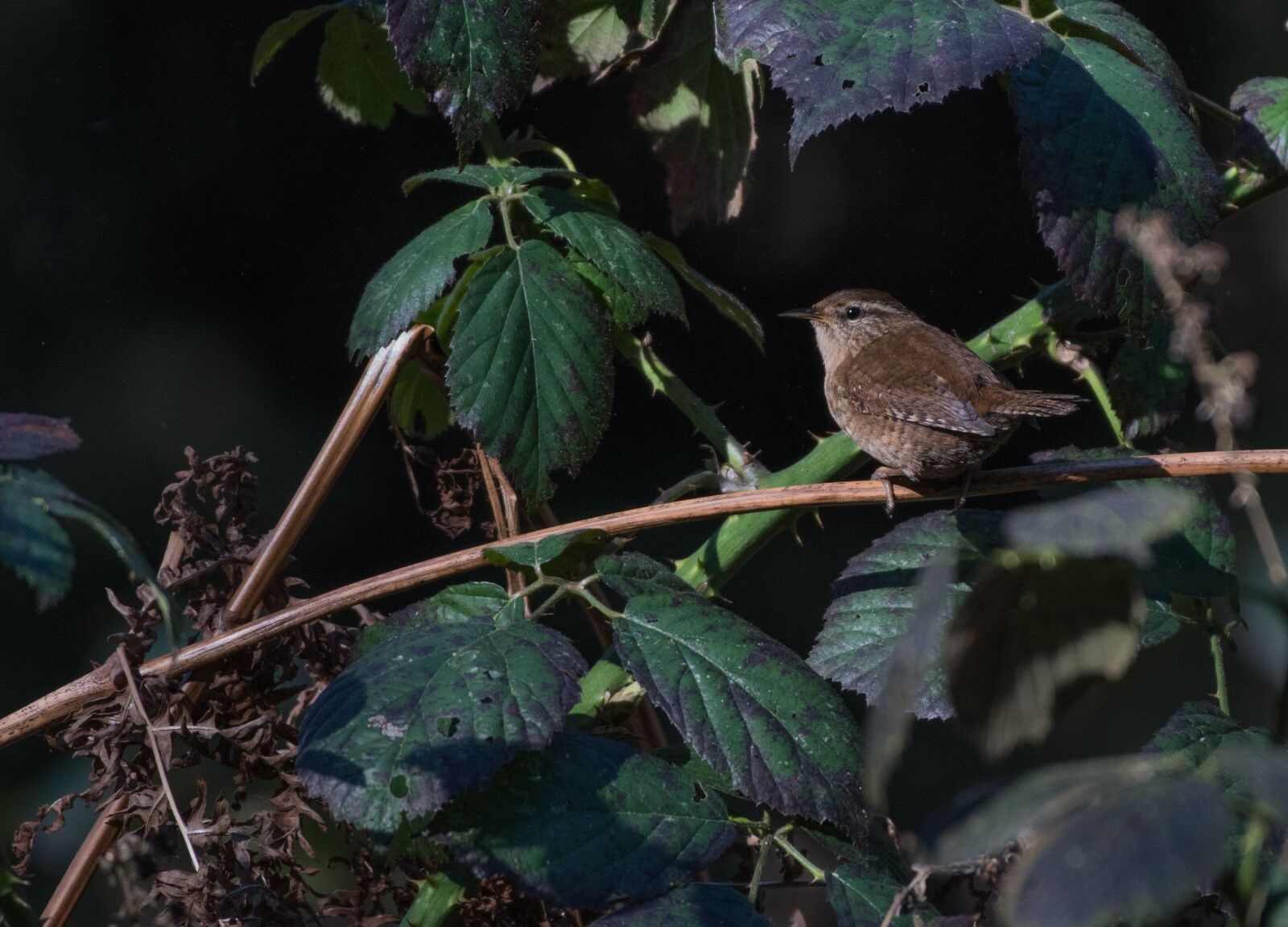 Nikon D500 sample photo. Fauna, bird, wren photography