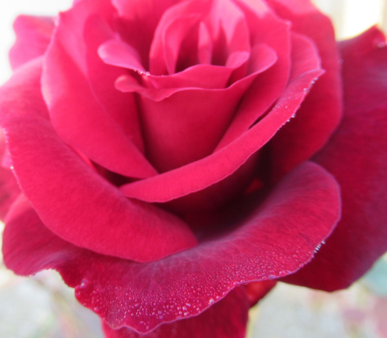 Canon PowerShot SX620 HS sample photo. Autumn, open, rose photography