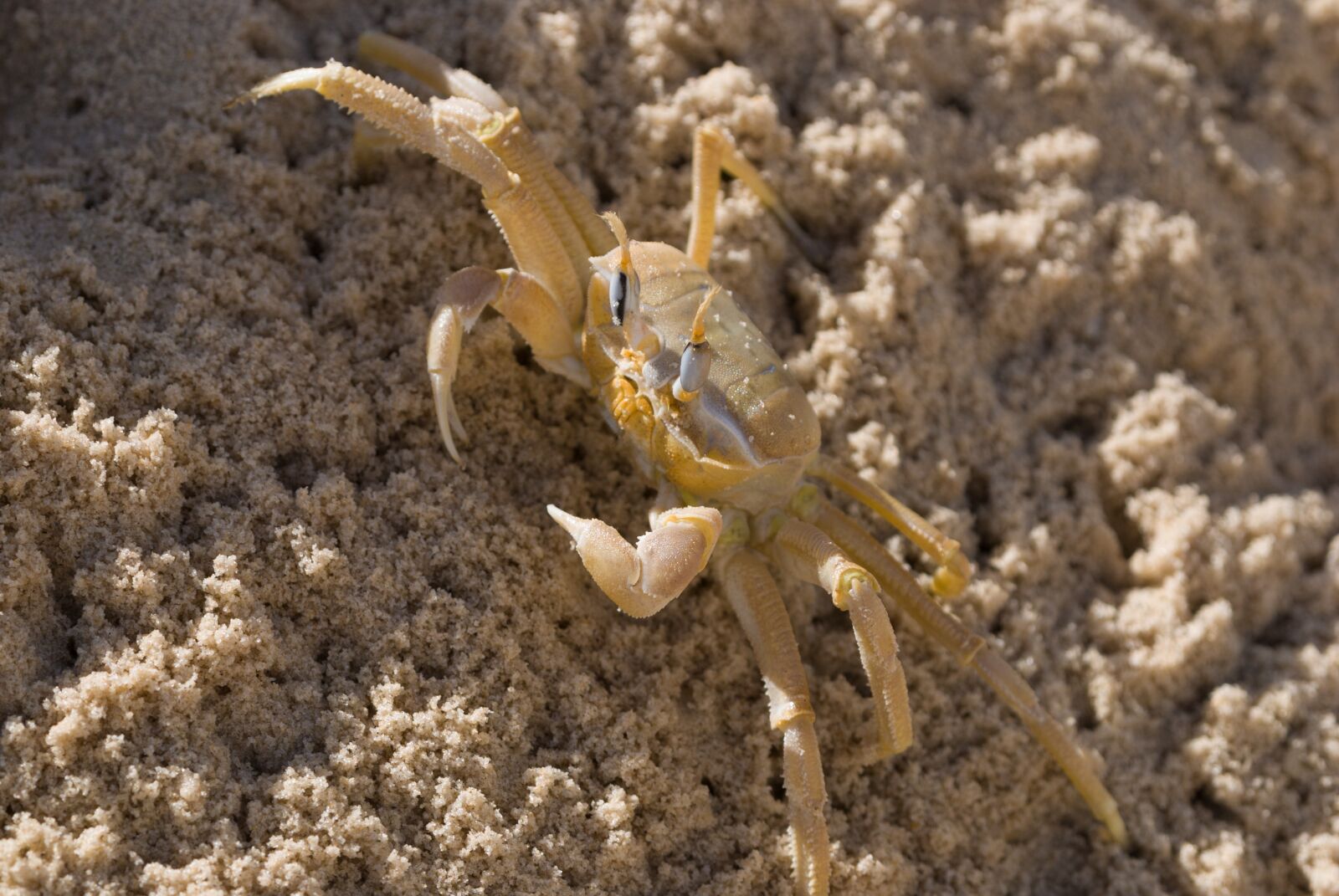 Nikon D80 sample photo. Wildlife, nature, animal photography