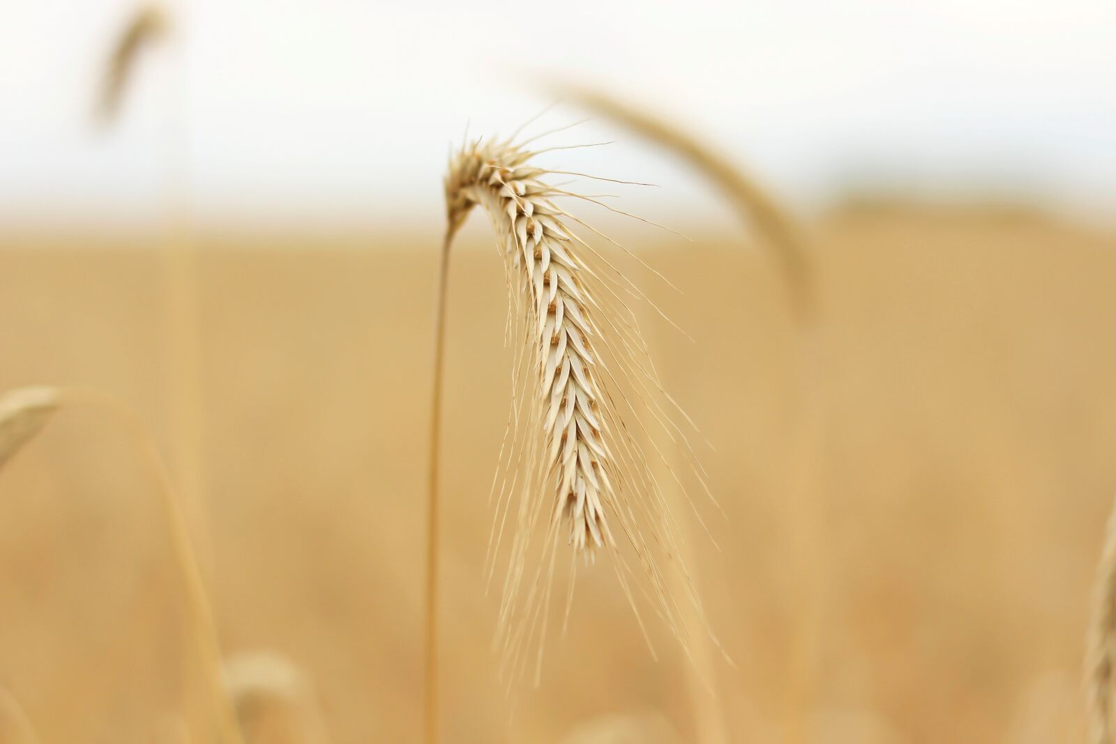 Canon EOS 700D (EOS Rebel T5i / EOS Kiss X7i) sample photo. Grain, cornfield, crop photography