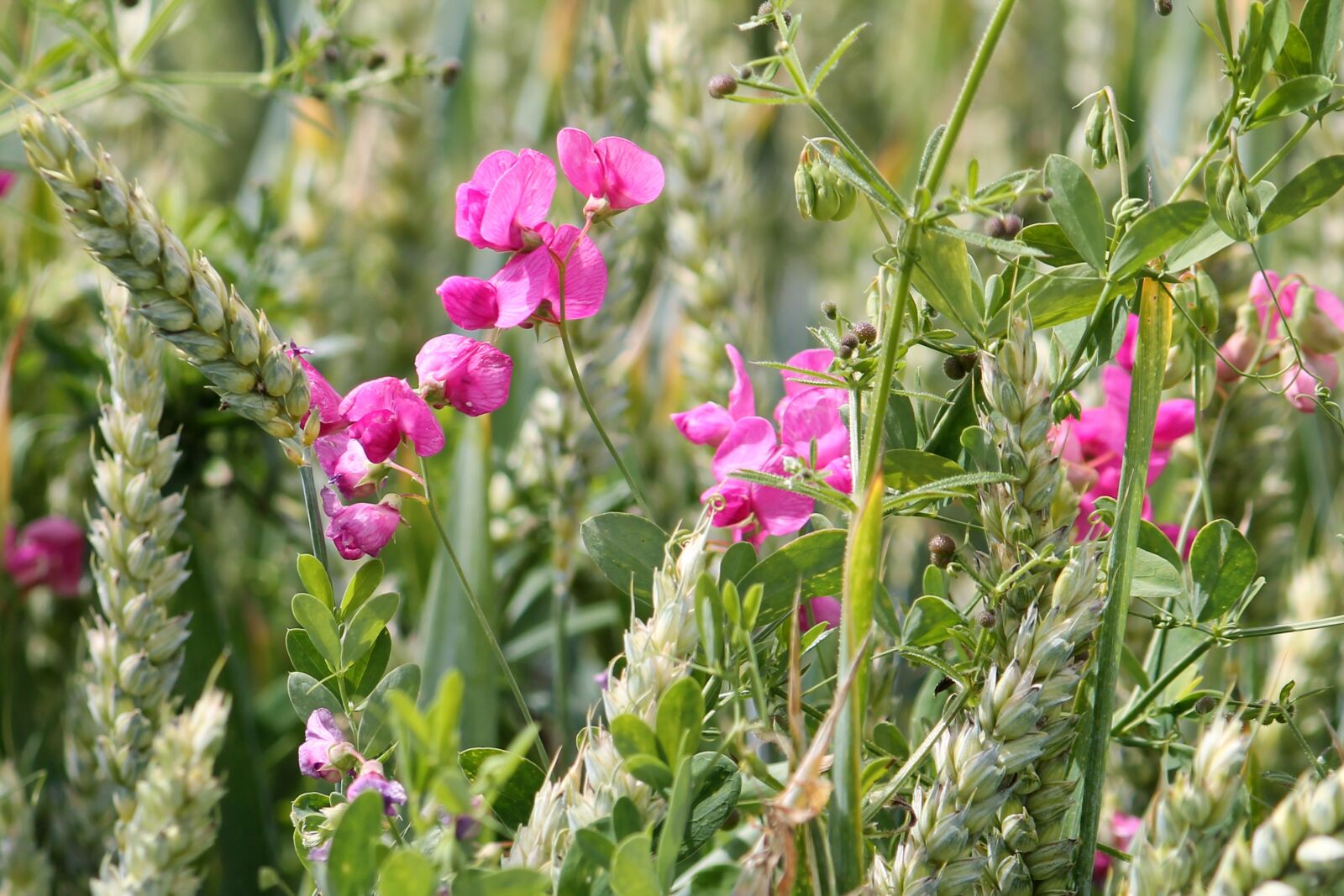 Canon EF-S 55-250mm F4-5.6 IS II sample photo. Cereals, wheat field, vetches photography