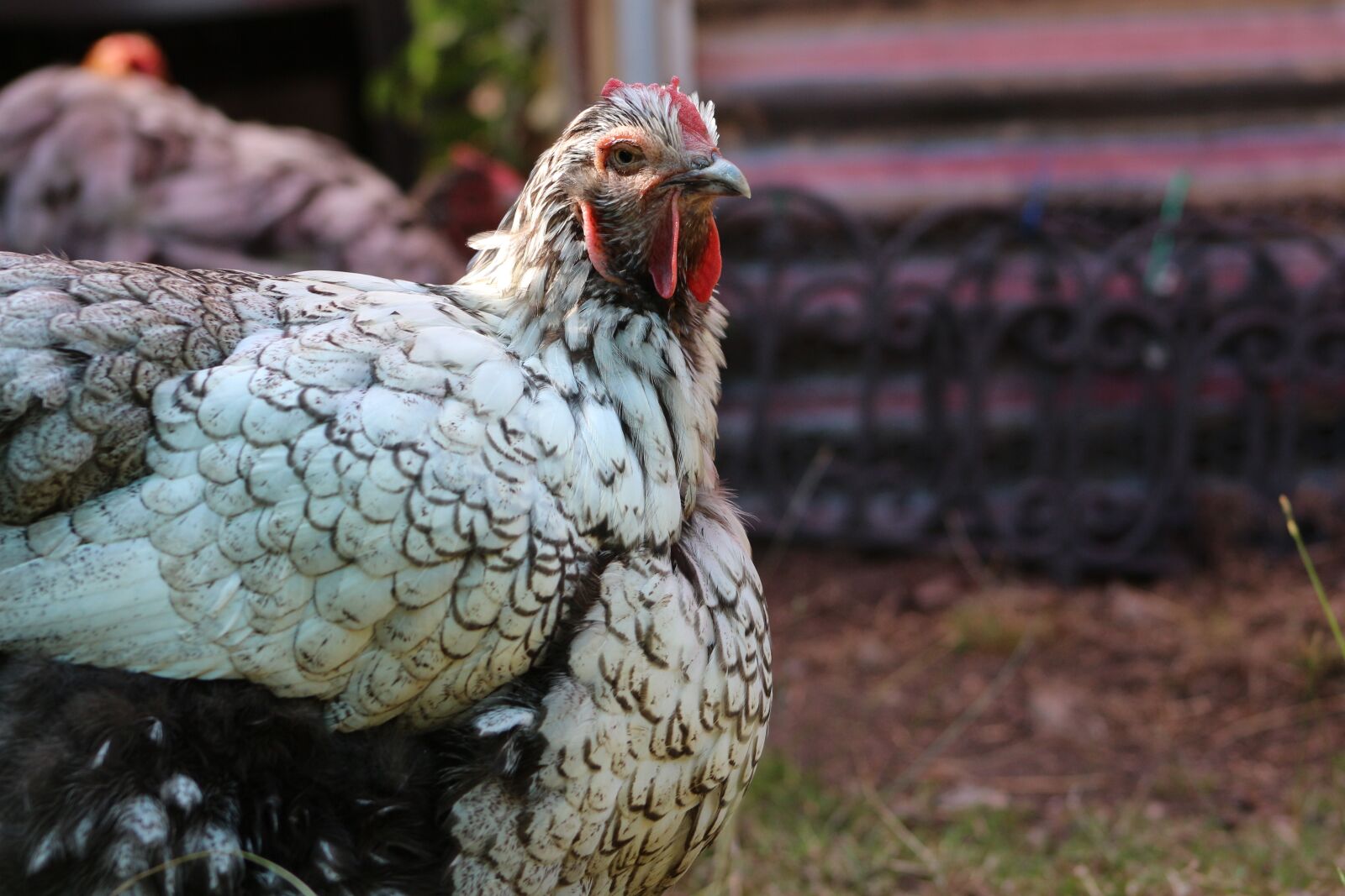Canon EF75-300mm f/4-5.6 sample photo. Chicken, hen, poultry photography