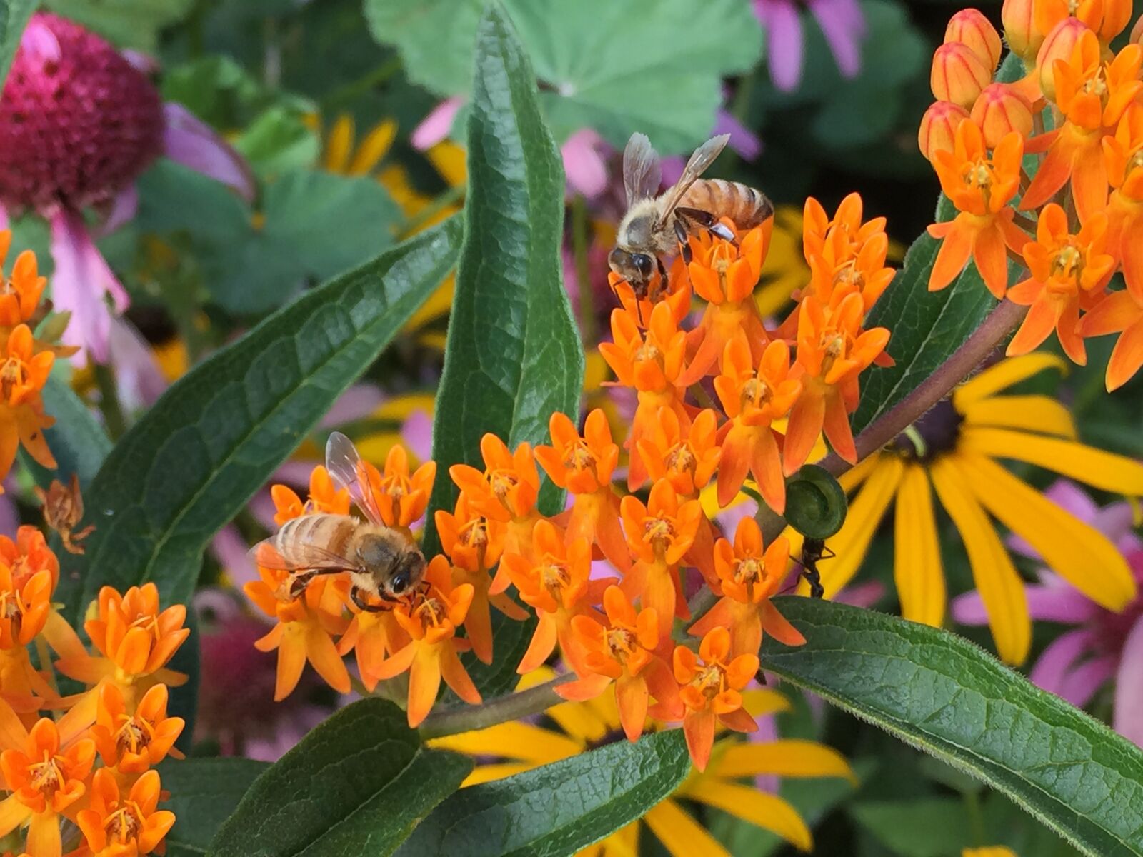 Apple iPhone 6 sample photo. Honey, bees, milkweed photography