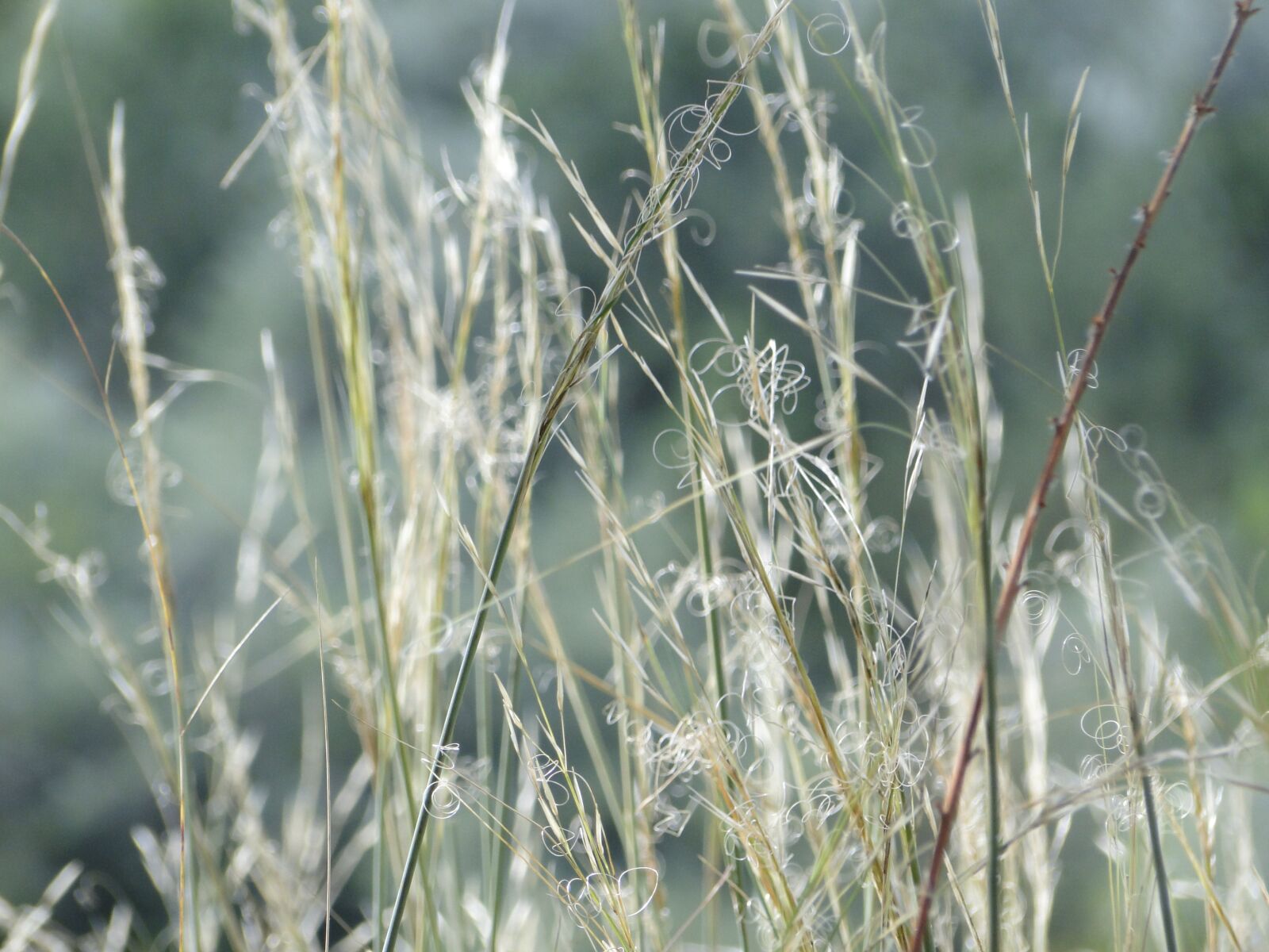 Sony Cyber-shot DSC-HX1 sample photo. Nature, grass, landscape photography