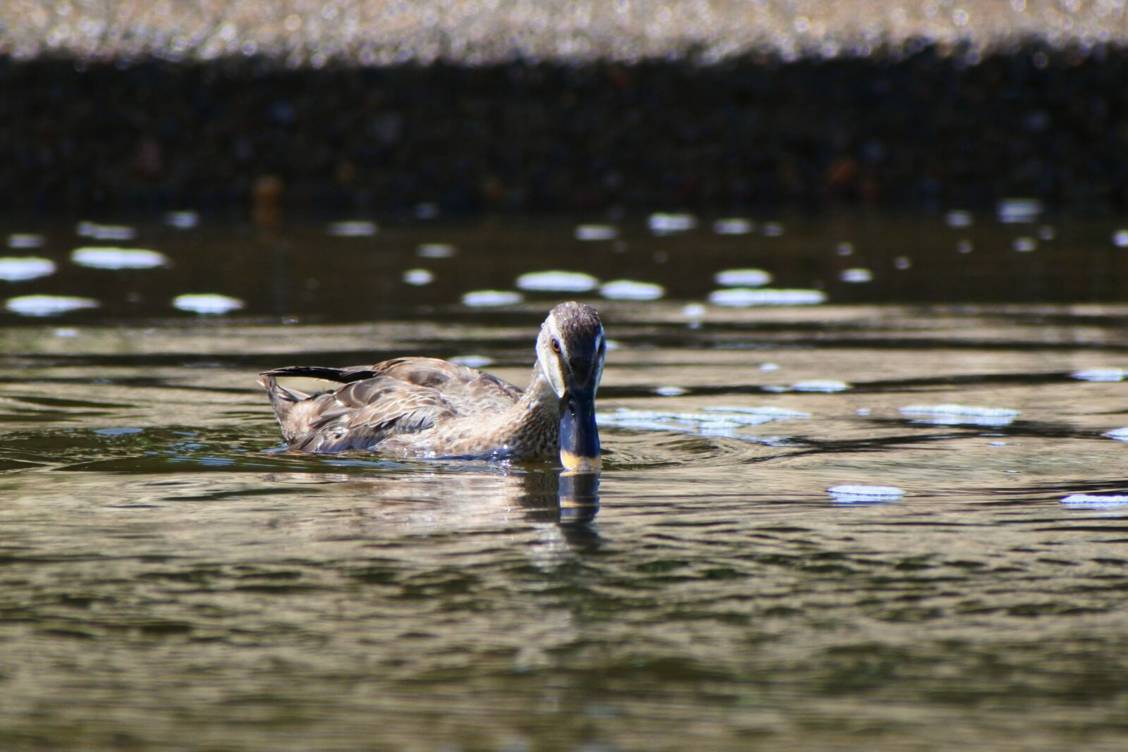 VR 70-300mm f/4.5-6.3G sample photo. Animal, river, waterside photography