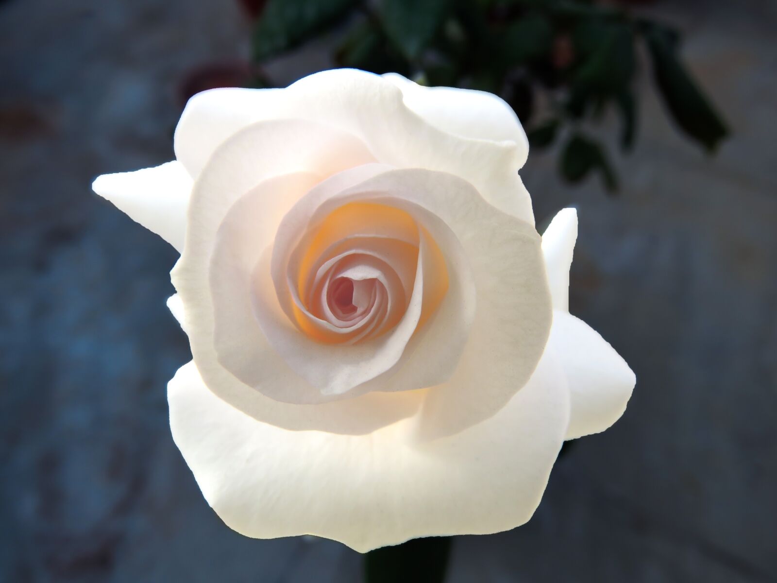 Canon PowerShot SX60 HS sample photo. Flower, white flower, spring photography