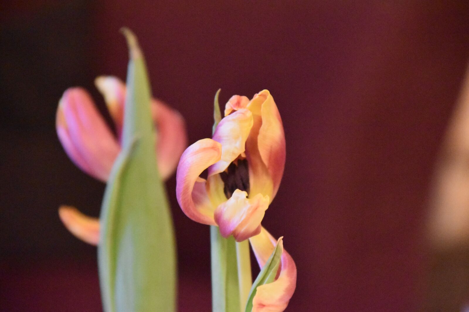 Nikon D5500 sample photo. No person, nature, plant photography