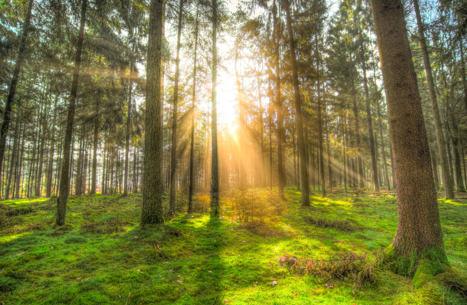 Nikon D610 sample photo. Forest, sun, shadow photography