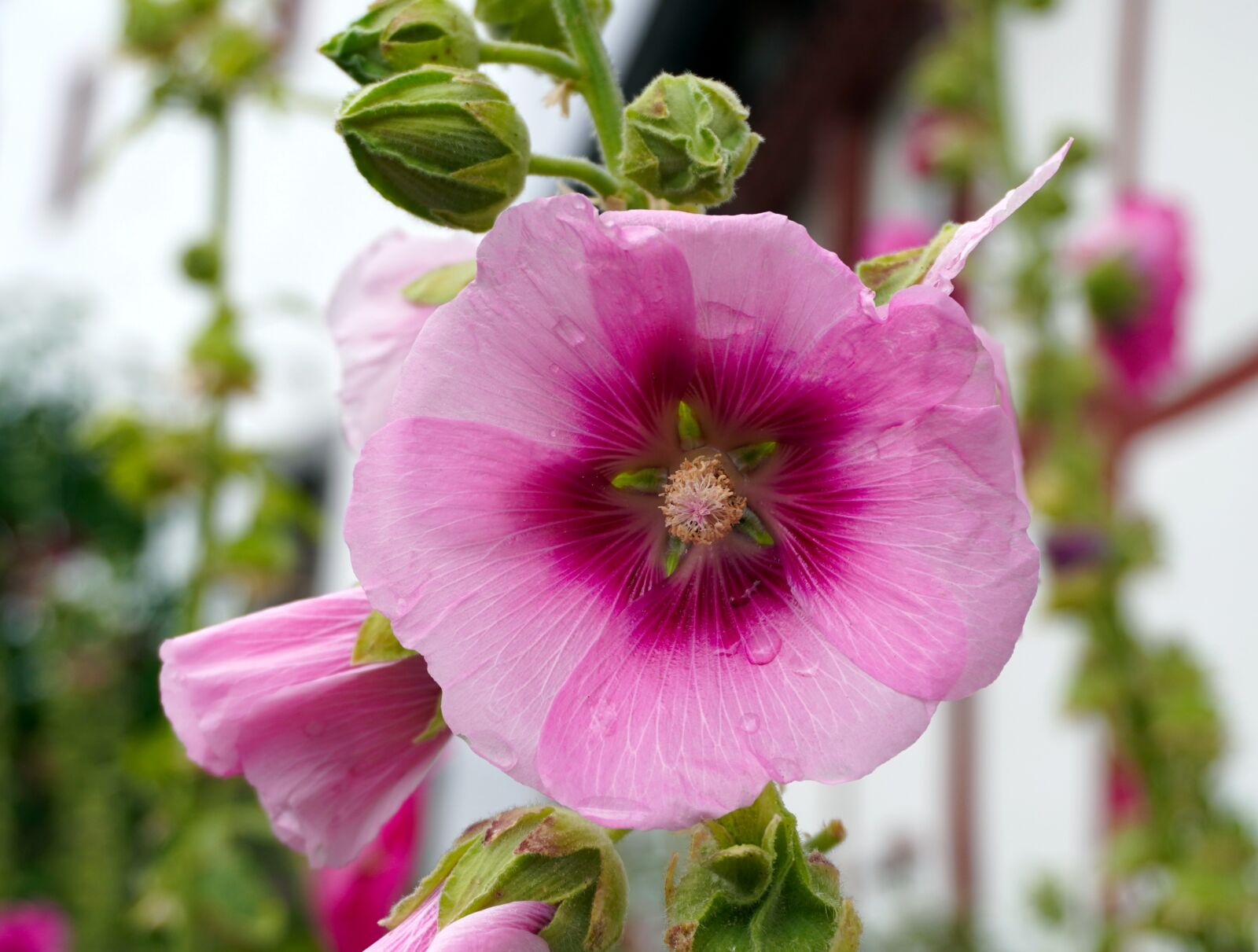 Sony a6400 sample photo. Stock rose, blossom, bloom photography