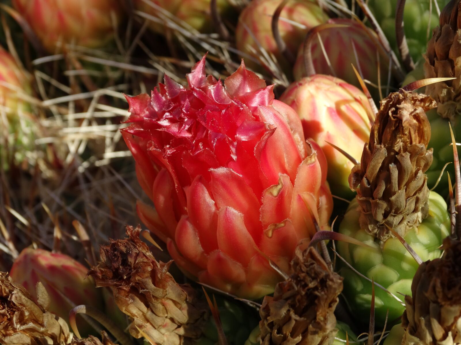 Sony Cyber-shot DSC-HX300 sample photo. Cactus flower, cactus, flower photography