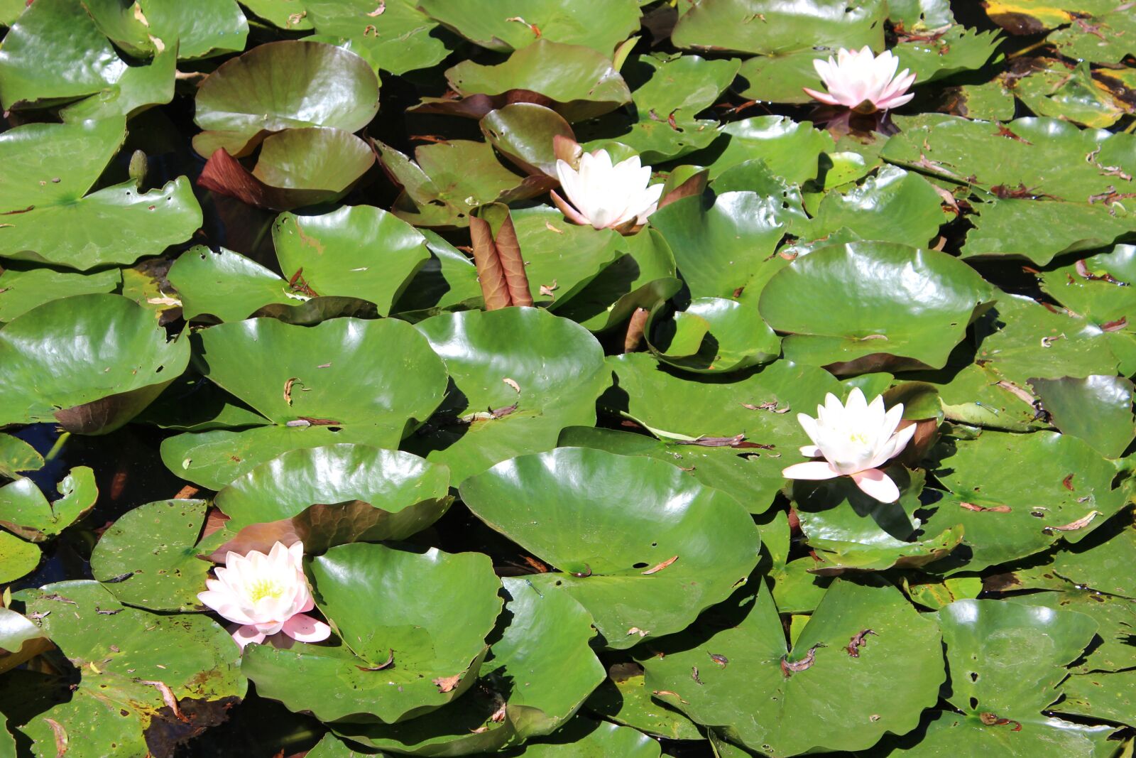 Canon EOS 600D (Rebel EOS T3i / EOS Kiss X5) sample photo. Water lilies, water, flower photography
