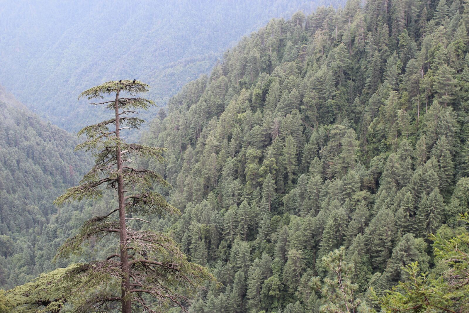 Canon EOS 600D (Rebel EOS T3i / EOS Kiss X5) sample photo. Nature, mountains, tree photography