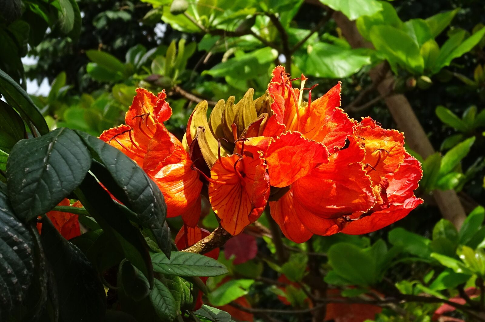 Sony DSC-HX60V sample photo. Flower, african tulip, spathodea photography