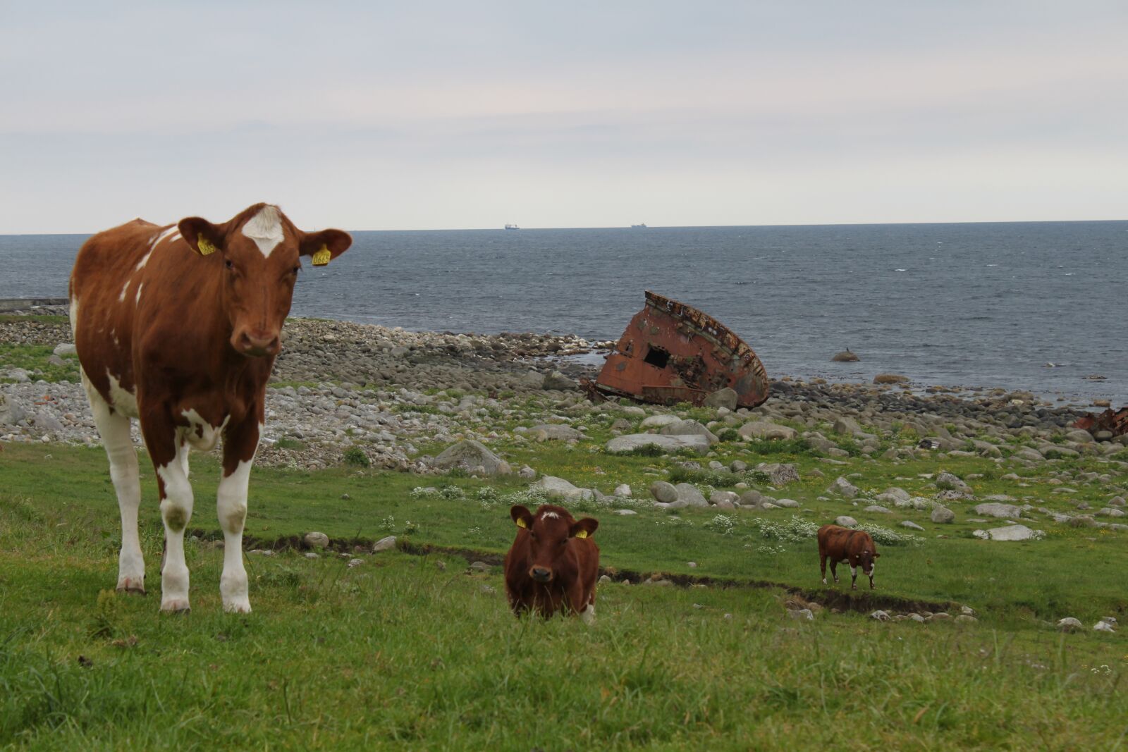 Canon EOS 500D (EOS Rebel T1i / EOS Kiss X3) sample photo. Cow, heifer, cows photography