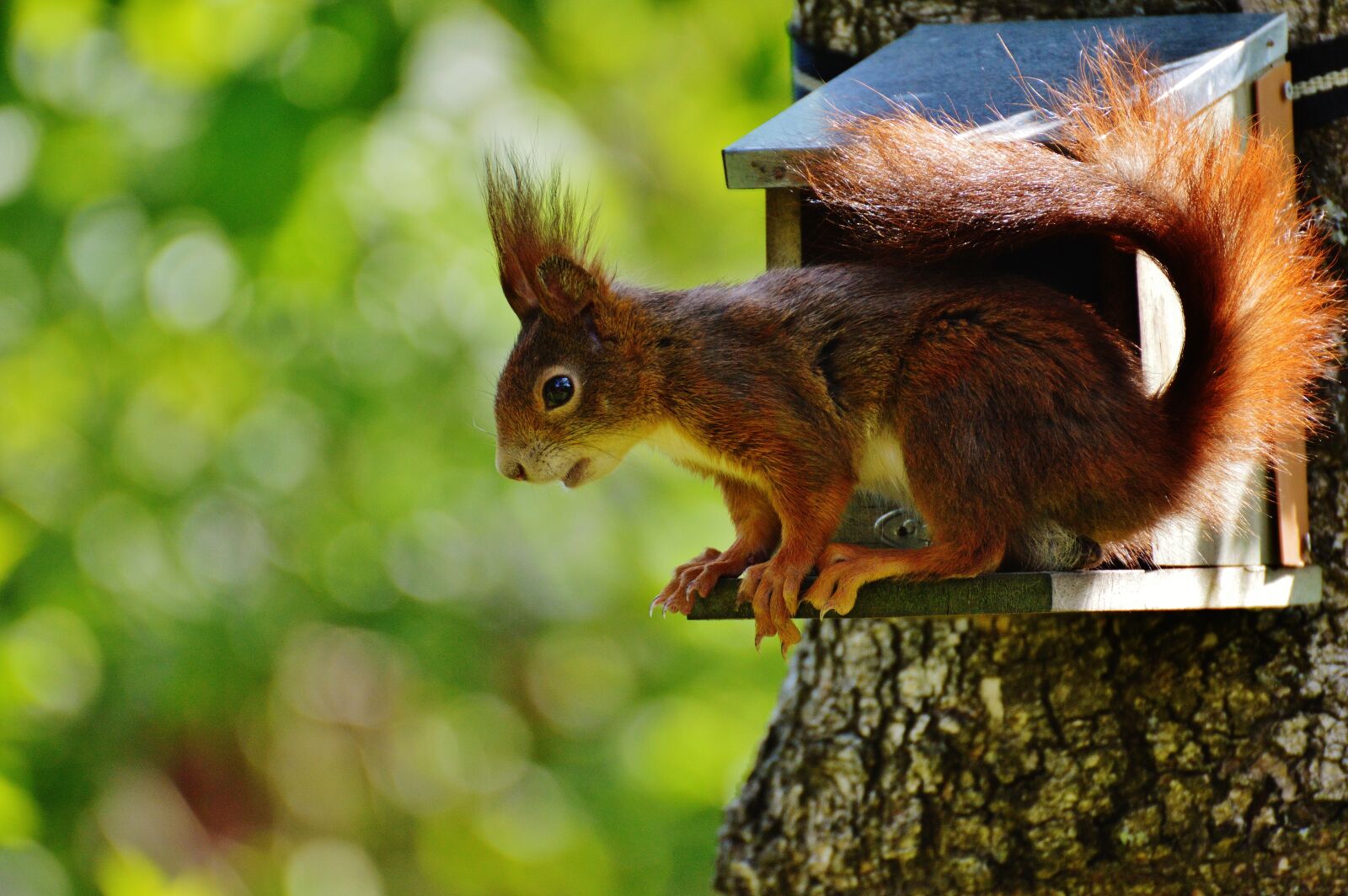Nikon D3200 sample photo. Squirrel, nager, cute photography