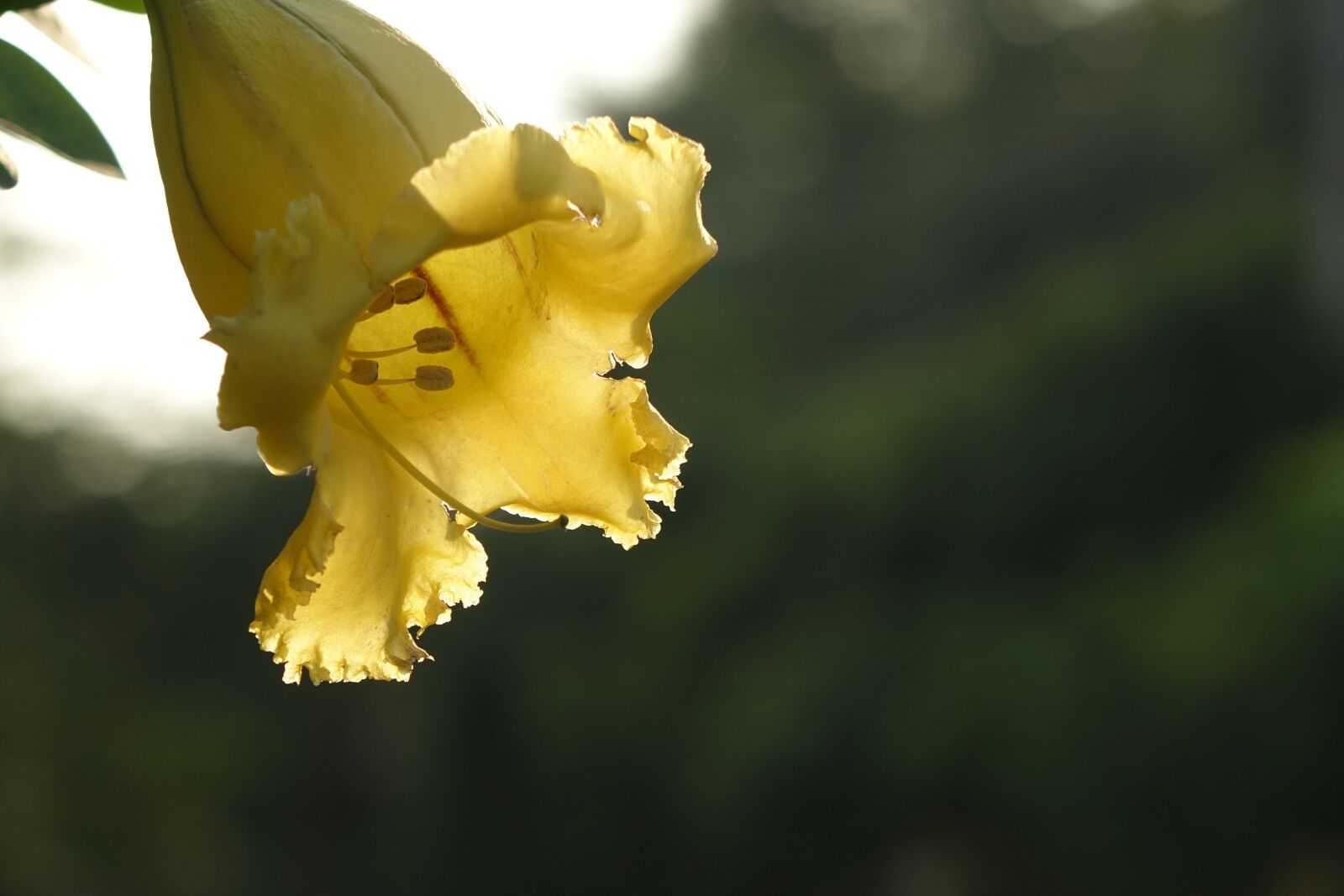 Sony Cyber-shot DSC-RX10 sample photo. Gold cup flower, trumpet photography