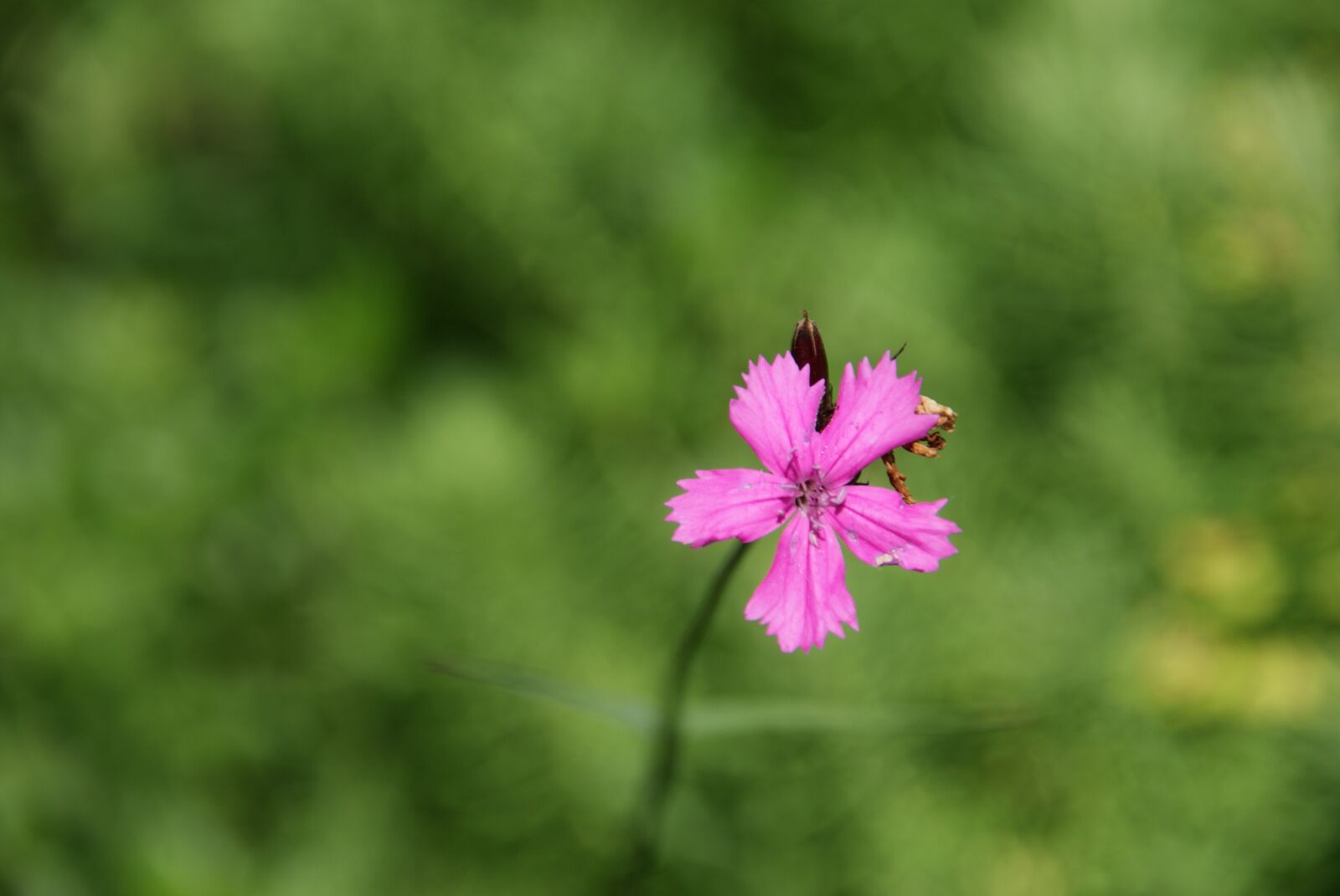 Sony Alpha DSLR-A230 sample photo. Flower, blossom, bloom photography