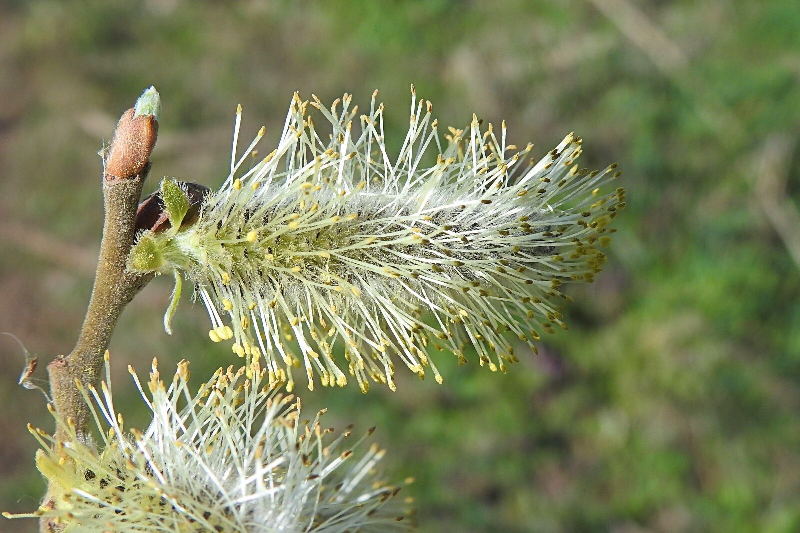 Nikon Coolpix P900 sample photo. Willow catkins, blossom, bloom photography