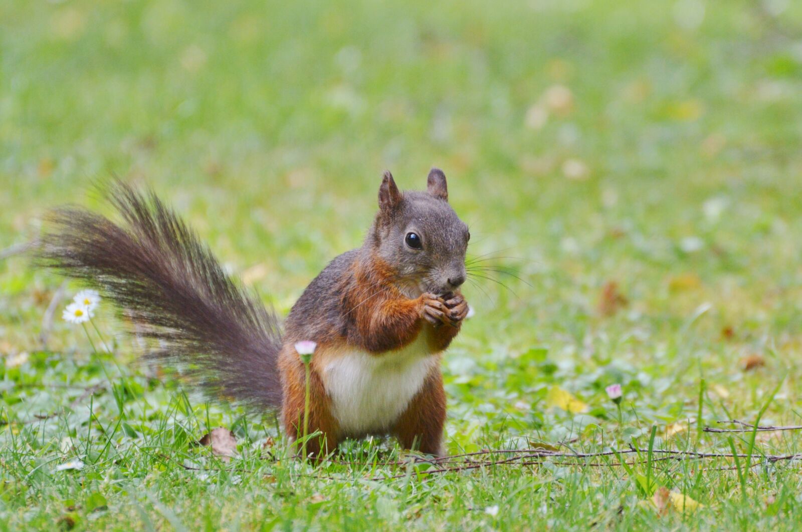 Nikon D3200 sample photo. Squirrel, nager, rodent photography