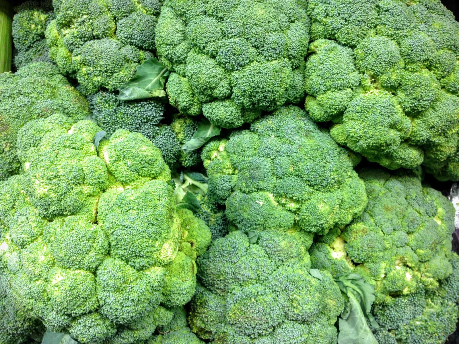 iPhone 5 back camera 4.12mm f/2.4 sample photo. Broccoli, produce, fresh photography