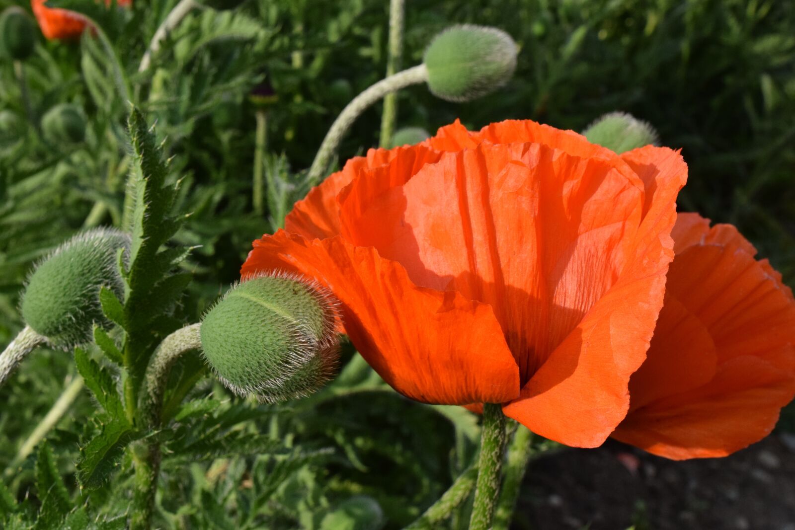 Nikon D3300 sample photo. Poppy, orange, blossom photography