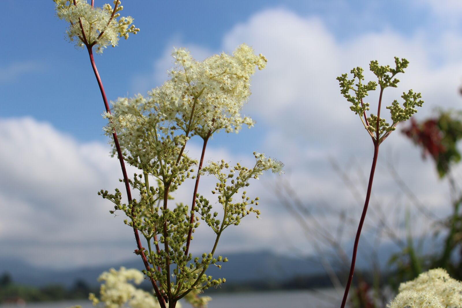 Canon EOS 1300D (EOS Rebel T6 / EOS Kiss X80) sample photo. Wild flowers, clouds, sky photography