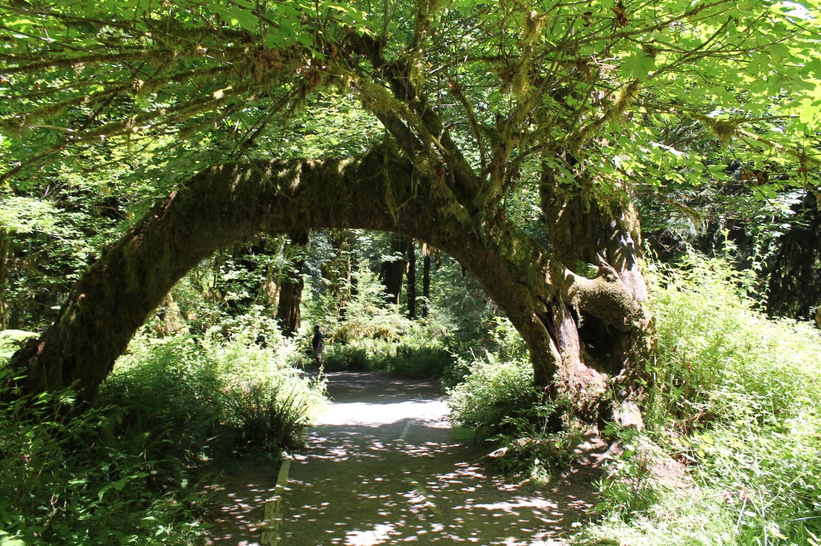 Canon EOS 1100D (EOS Rebel T3 / EOS Kiss X50) sample photo. Tree, arch, forest photography