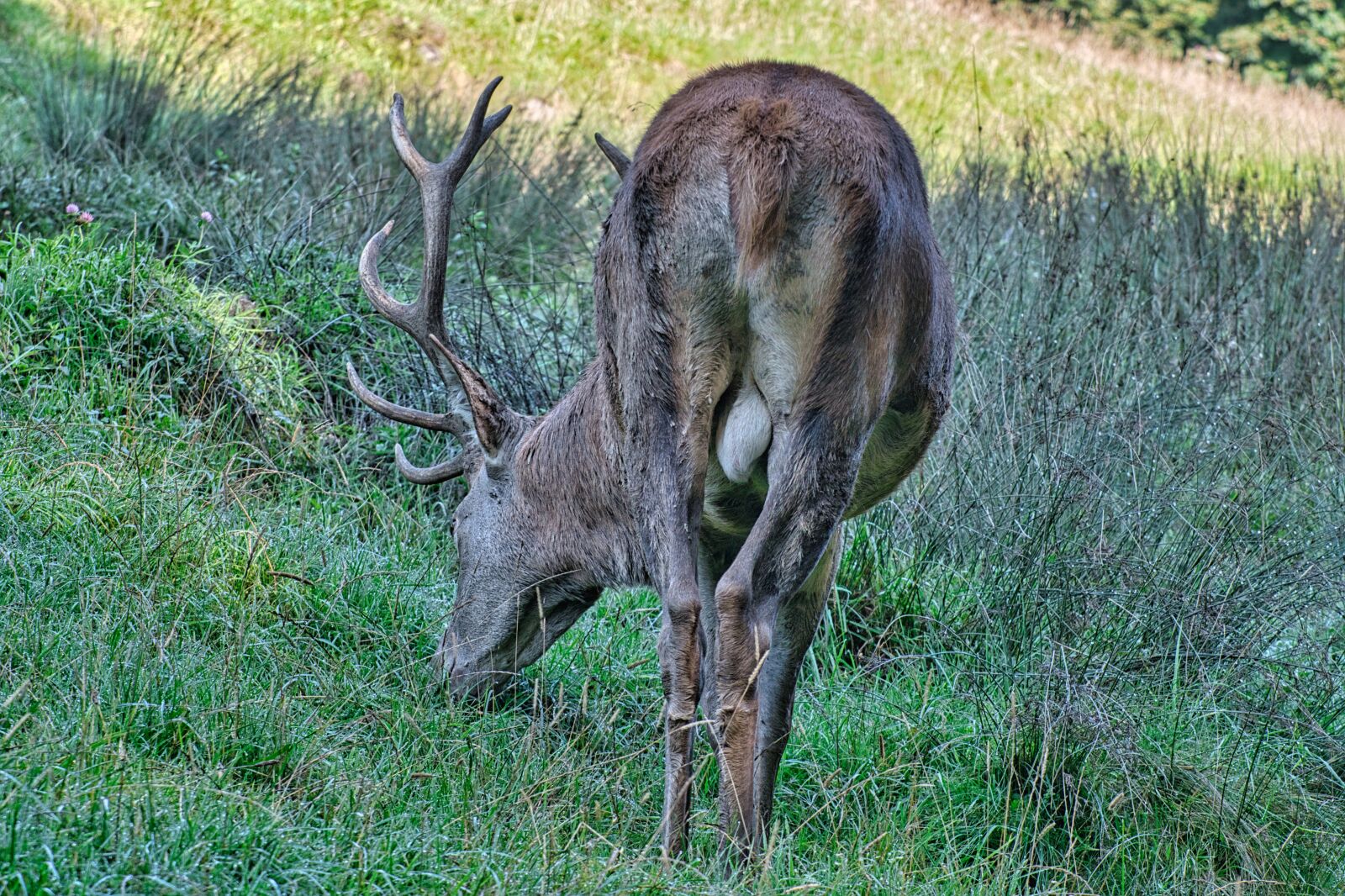 Nikon D7500 sample photo. Red deer, hirsch, male photography